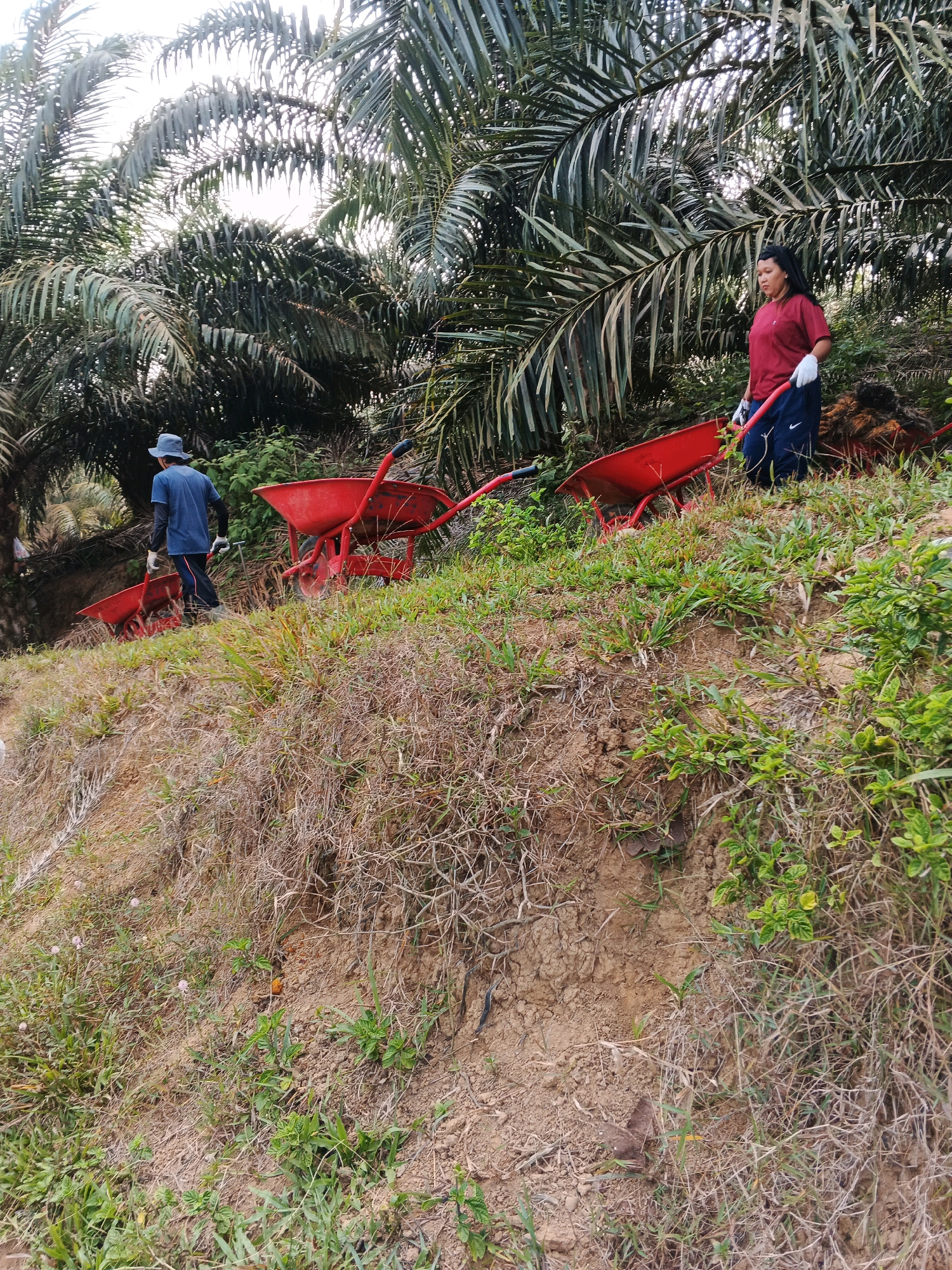 In Pondok Baru, Indonesia, a woman in a red shirt and blue pants with white gloves is standing on a grassy incline near a palm oil plantation, holding the handle of a red wheelbarrow. To her left, a man wearing a blue shirt, dark pants, a hat, and white gloves is walking away from the camera, also on the incline, and pushing another red wheelbarrow. Several red wheelbarrows are visible in the scene, some empty and some potentially being used for labor. The environment is characterized by dry grasses, soil, and lush green palm trees.