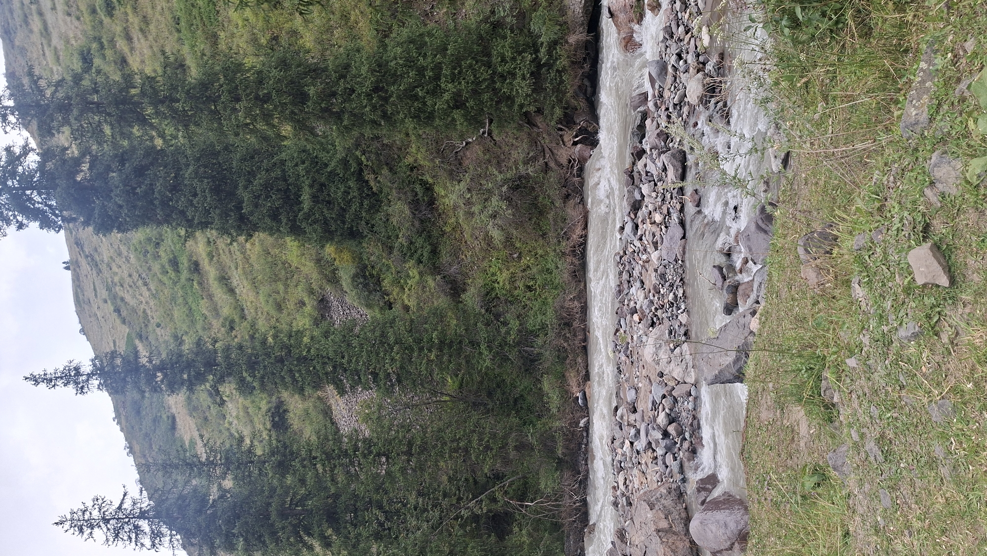 This is a photograph of a natural landscape, likely in a mountainous or hilly region. In the foreground, there is a river flowing over a bed of stones. The water appears to be somewhat turbid, with visible ripples and whitewater indicating current. The riverbanks are lined with rocks and sparse vegetation.
Behind the river, a steep, grassy slope rises up, dotted with scattered rocks and bushes. Several tall, slender evergreen trees stand prominently on the slope, their dark green foliage contrasting with the lighter greens and browns of the hillside. The sky is overcast, suggesting a cloudy or possibly hazy day.
There are no people or animals visible in the image, nor any signs of human infrastructure other than potentially distant faint structures on the far hilltop, which are too indistinct to identify. The scene depicts a wild, undeveloped natural environment. The location, Batan, Kazakhstan, is a rural area known for its natural beauty and mountainous terrain, which aligns with the visual evidence in the photograph.