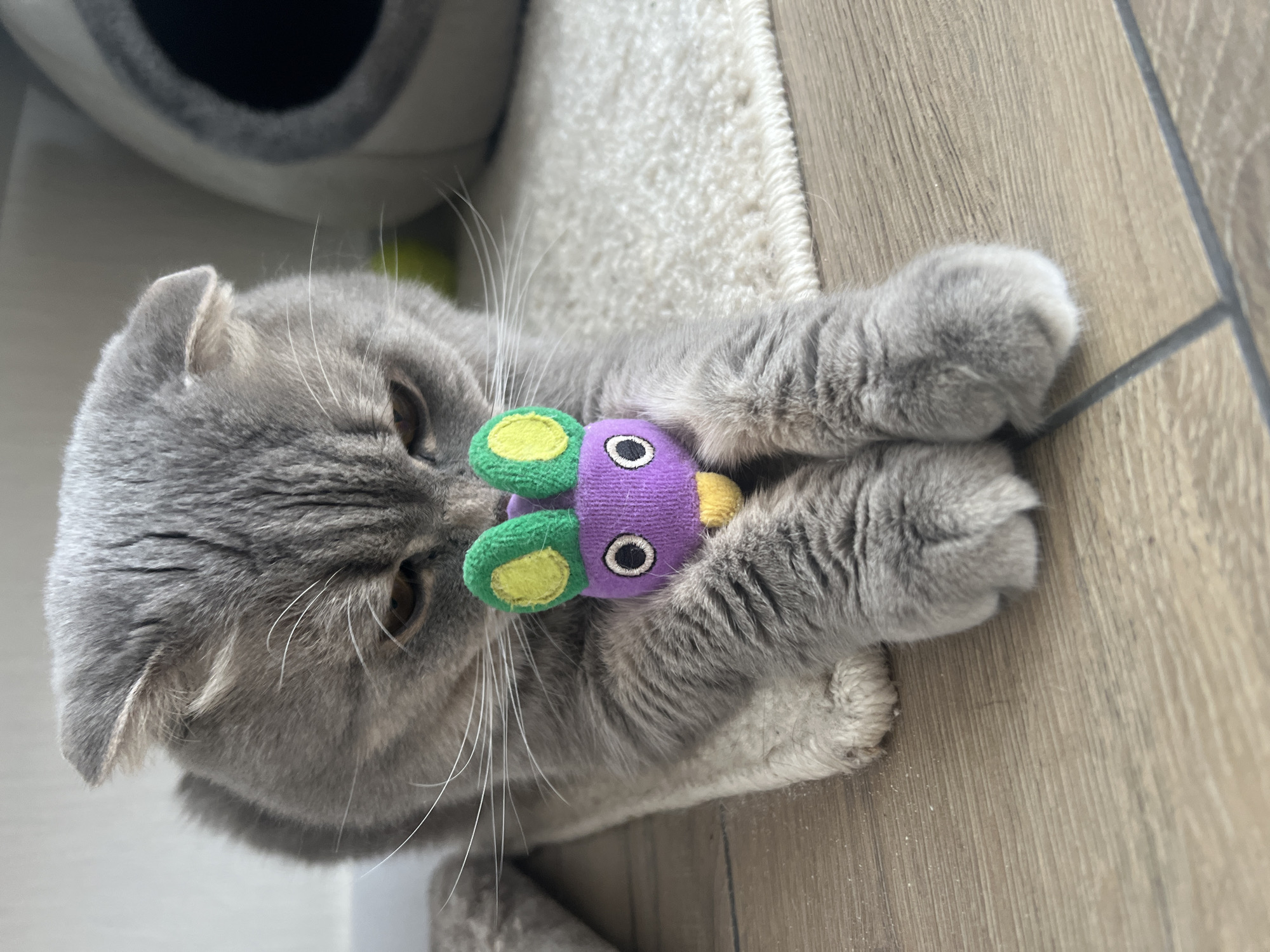 The image features a grey, short-haired cat playing indoors in Votkinsk, Russia. The cat is lying on a light-colored, shaggy rug, with a wooden floor visible to its right. It holds a colorful plush toy between both front paws, bringing it close to its face. The toy is designed like a cartoonish bug or butterfly, with a purple body, green and yellow wings, and a black and white eye.
The cat, possibly a Scottish Fold or British Shorthair given its fur color and ear shape (one slightly folded ear is visible), appears deeply engrossed in play. Its whiskers are spread wide, indicating focus, and its eyes are fixed on the toy. In the upper left background, part of a grey, cylindrical cat bed or tunnel is visible. The setting suggests a comfortable home environment. The lighting indicates it is likely daytime. The cat exhibits a playful and concentrated emotion. No visible text is present in the image.