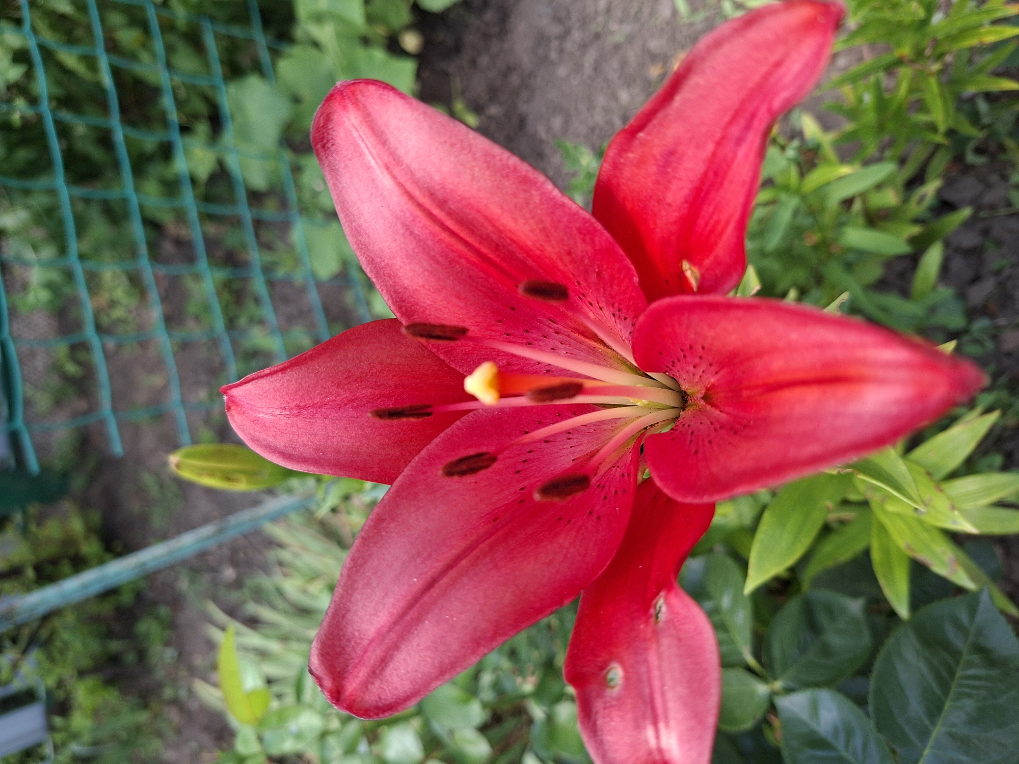 A close-up, high-angle outdoor shot features a vibrant red lily in full bloom, dominating the foreground. The flower's six petals are broad and slightly curled, showcasing a rich, velvety texture and a scattering of dark speckles on their surface. In the center of the bloom, prominent stamens tipped with dark brown anthers surround a bright yellow pistil. The background consists of blurred green foliage, dark soil, and a portion of a turquoise mesh fence, suggesting a garden setting. A small, green, pointed bud is visible to the left of the main flower. The scene is devoid of any human presence or activity.
