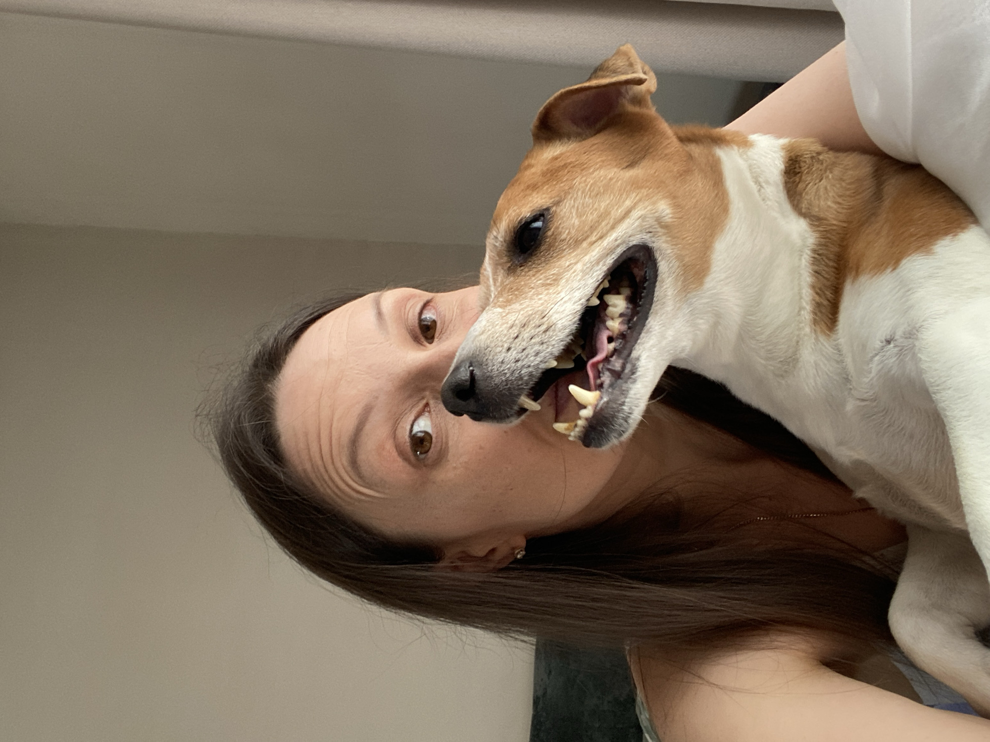 The image displays an indoor scene featuring one adult female and one dog. The female, positioned on the left, has long brown hair and looks directly at the camera with wide-set brown eyes, her forehead displaying visible lines. She wears a small stud earring in her visible right ear and a thin chain necklace. To her right, a small to medium-sized dog, predominantly white with brown patches on its head and body, is seen with its head tilted upward and mouth wide open, revealing its teeth and pink tongue. The dog's dark right eye is visible. The woman's right shoulder and neck are partially visible. In the background, a plain, light-colored wall or curtain extends to the right, while a dark green or blue upholstered surface, possibly a cushion or headboard, is visible behind the woman's left side. White fabric, likely bedding, is present in the foreground beneath the subjects. The specific location within Chaikovsky, Russia, cannot be determined from the image contents.