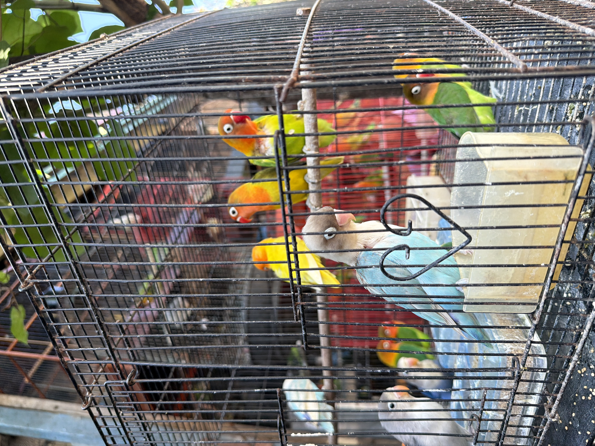 The image shows a wire birdcage containing several lovebirds. The birds have a variety of colors, including green, yellow, orange, and blue. Some of the birds are perched on branches inside the cage, while others are visible in the background. A clear plastic feeder is attached to the side of the cage. The background appears to be outdoors, with greenery and possibly some sky visible through the cage bars. The lighting suggests it is daytime. The scene is set in Denpasar, Indonesia. There is no visible text in the image.