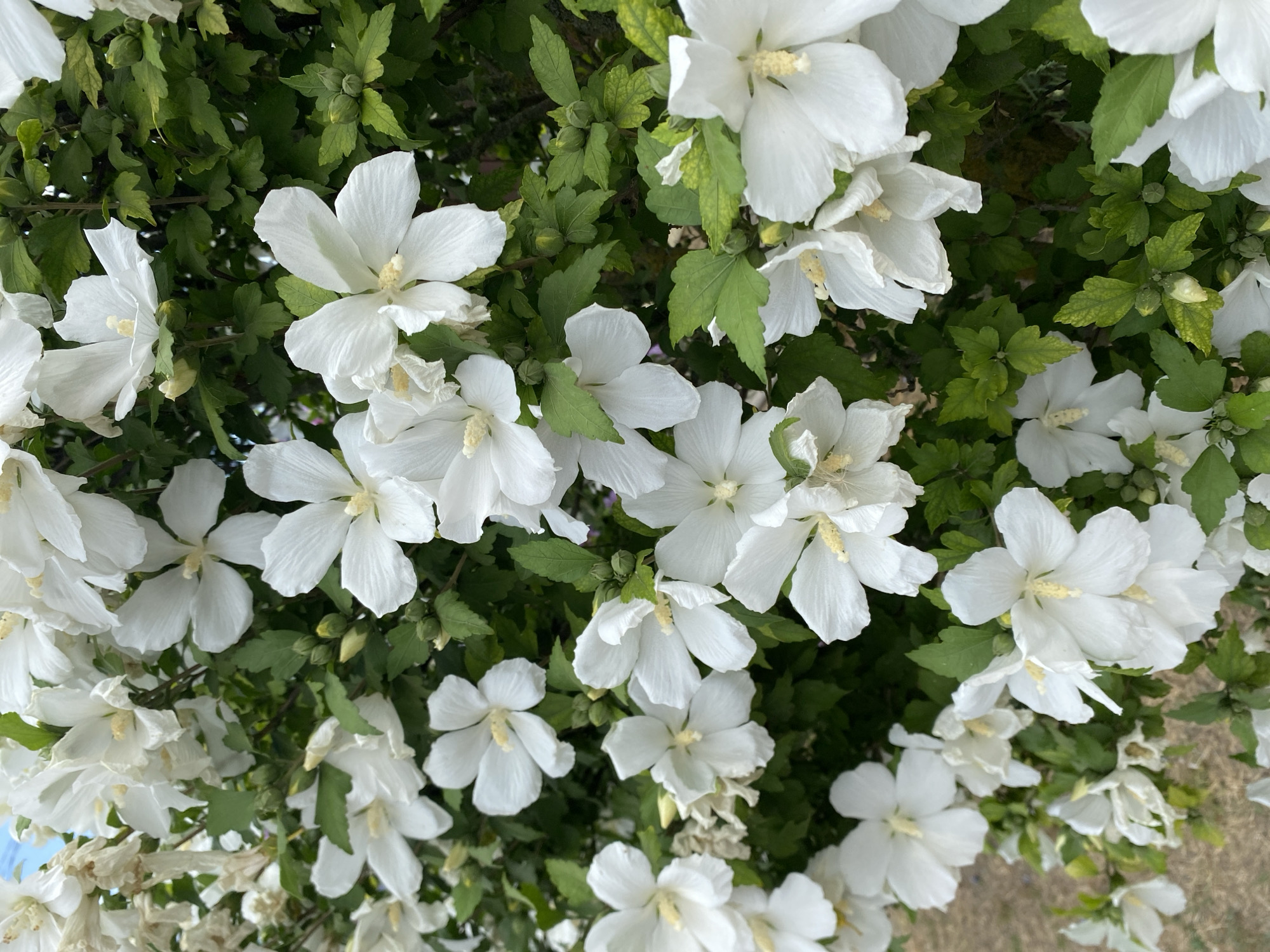 This is a close-up, eye-level, outdoor photograph of a dense cluster of white hibiscus flowers in bloom. The flowers, with their delicate petals and yellow stamens, fill the frame, interspersed with lush green leaves and a few unopened buds. The background is blurred, suggesting a shallow depth of field, with hints of brown ground visible at the bottom left. The image is bright and appears to have been taken during daylight hours, likely in the city of Kushchovskaya, Russia, given the context provided. No people or specific actions are depicted.