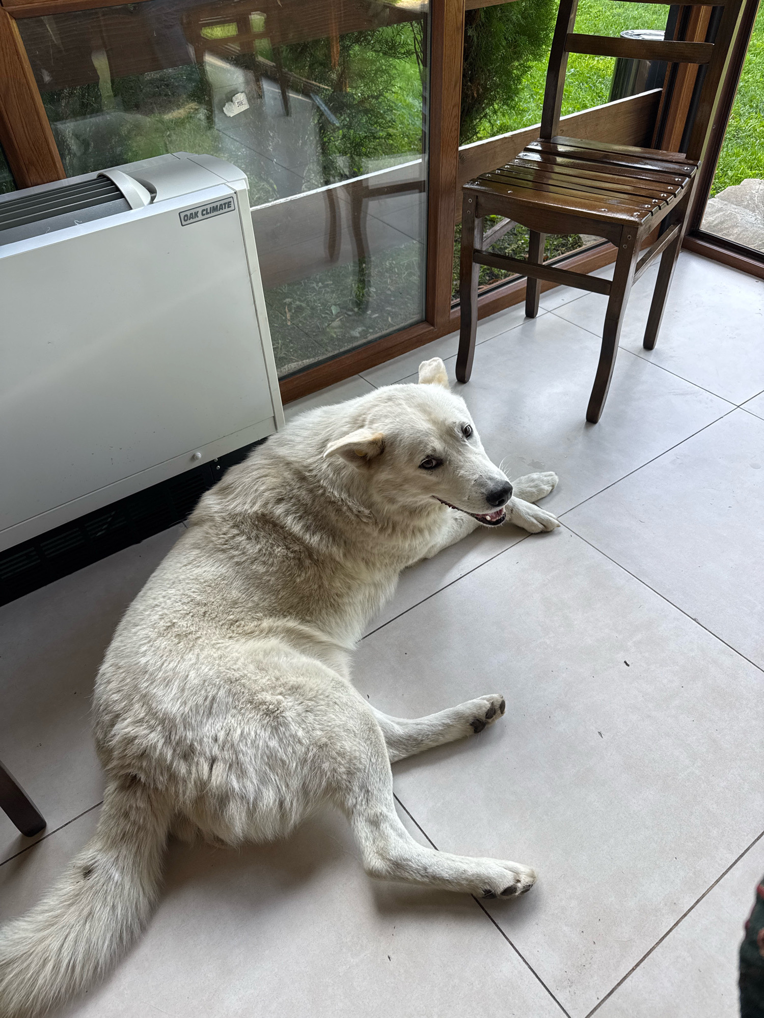 A white, medium-haired dog is lying on a light-tiled floor next to a white climate control unit. The dog is facing the camera, with its head slightly turned to the left. Its mouth is slightly open, and its tongue is visible. Behind the dog and to the right is a dark wooden chair. Large windows with wooden frames reveal a green, outdoor environment with trees and grass. The scene appears to be an indoor space with a view of a garden or natural landscape, potentially a cafe or restaurant in Telavi, Georgia.