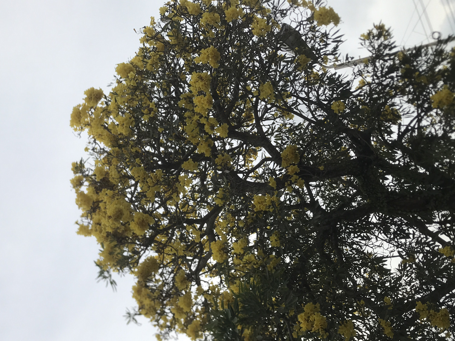 The image displays an upward shot of a flowering tree, densely covered with numerous small, bright yellow blossoms, set against a uniformly bright, overcast sky. The tree's dark branches and some sparse green leaves are visible, creating a strong contrast with the vibrant yellow flowers. The perspective looks into the tree's canopy, showcasing the intricate network of its branches.
The sky in the background is a pale, uniform gray-white, indicating an overcast day with diffused light and no direct sunlight or sharp shadows. Faint, indistinct structures, possibly wires, ropes, or part of a man-made object, can be vaguely seen interwoven within the upper branches in the original image, particularly towards the right side. One of the cropped images shows a slightly clearer, light-colored object or structure nestled among the darker branches in the upper central area, though its precise nature remains ambiguous.
The abundance of yellow flowers suggests the tree is in full bloom, conveying a sense of seasonal vibrancy. No people or specific activities are depicted. The scene is outdoors, likely in Cotpuuk, Indonesia. There is no visible text in the image.