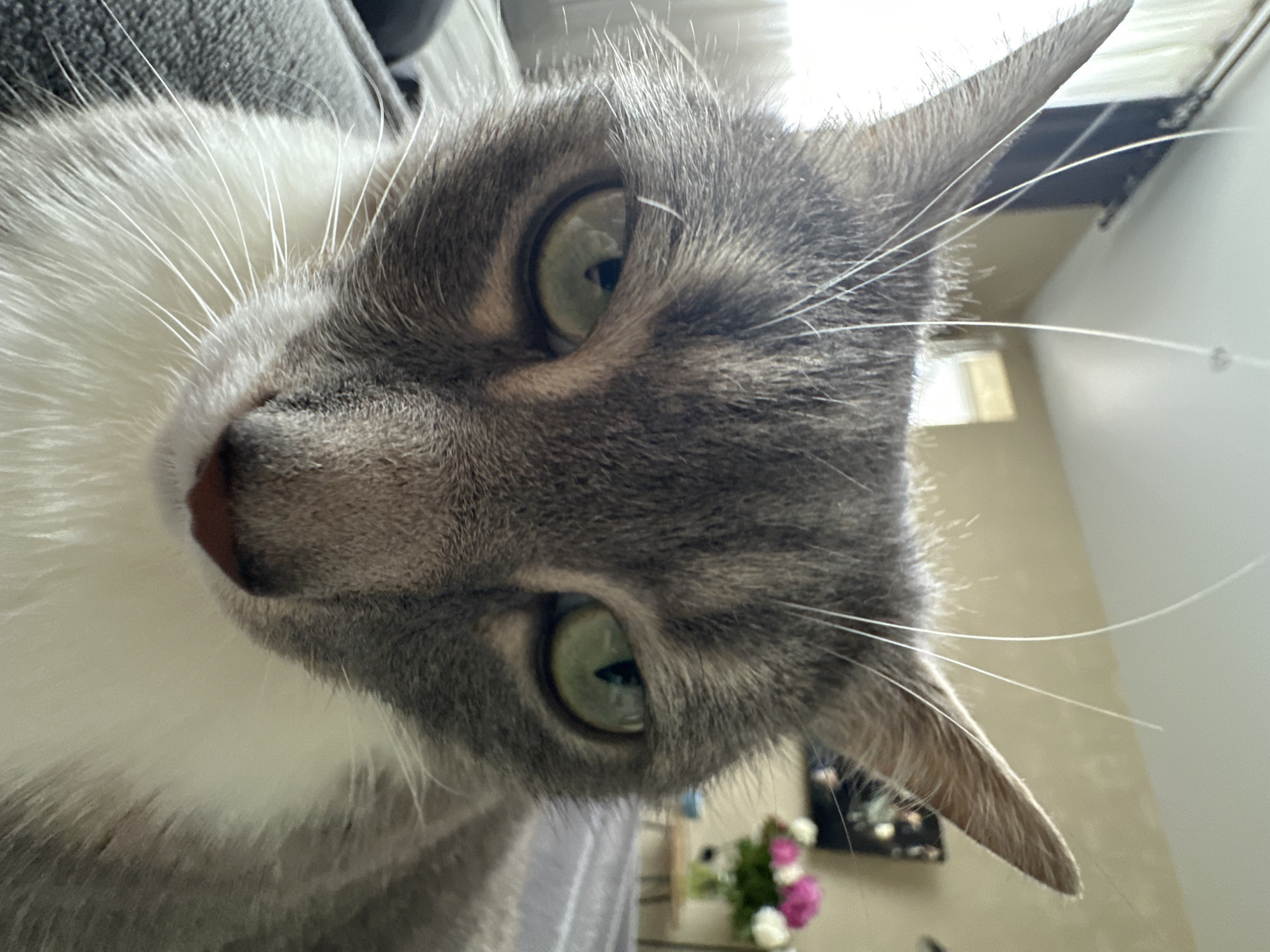A close-up, intimate portrait captures the face of a domestic cat, tilted and looking directly into the camera. The cat is a grey tabby with distinct white markings on its chest and muzzle. Its striking green eyes, with somewhat dilated pupils, are a central feature, reflecting ambient light from what appears to be a window or bright light source. Long, prominent white whiskers fan out from its face.
The angle is low, giving the impression of the cat looking down or being positioned very close to the lens. The fur texture is clearly visible, showing soft grey and white patches. The cat's small, pinkish-brown nose is also visible at the center of its face. One pointed ear is clearly visible at the top right, with fur visible inside, while the tip of the other ear is seen on the lower right.
The background is softly blurred, indicating an indoor setting. Hints of a grey fabric surface (possibly furniture) are seen on the left and top. In the lower right background, a vase containing a bouquet of pink and white flowers is discernible. The overall lighting is bright and natural, suggesting it is daytime. No text is visible in the image. The cat's expression is one of curiosity and direct engagement.