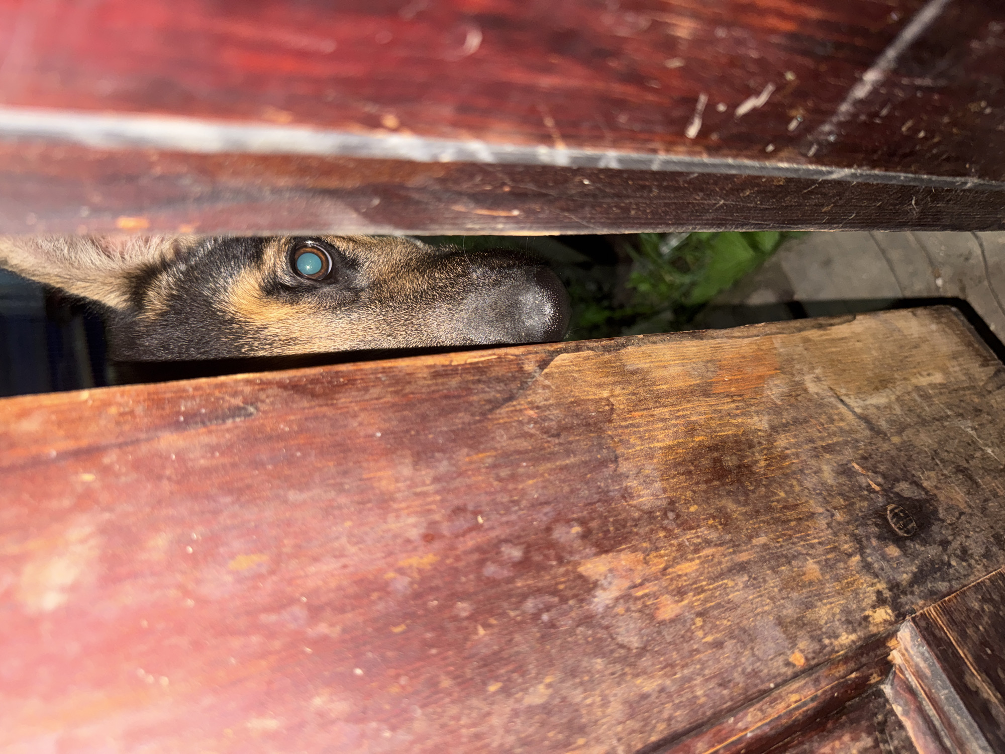 A German Shepherd dog peeks through a narrow gap between two wooden doors. The dog's face is partially obscured, with only its eye and snout visible. The eye is a striking blue color. The doors are dark brown and appear weathered, with visible grain and some scratches. The background is out of focus, but green foliage and a concrete surface are discernible. The lighting suggests it is nighttime or a dimly lit area.