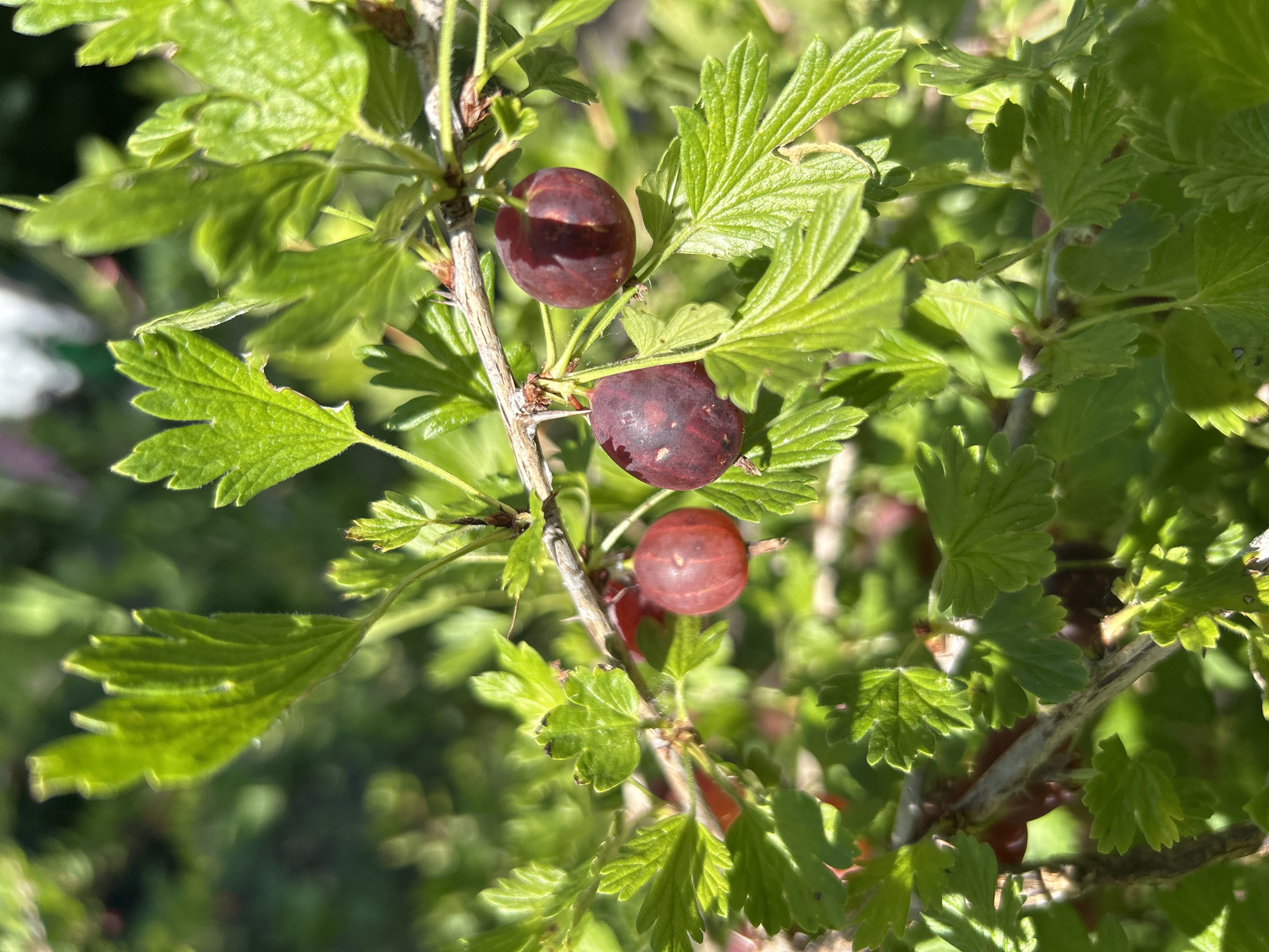 A close-up shot captures several ripe gooseberries hanging from a branch amidst lush green foliage. The gooseberries are a deep reddish-purple hue, with some showing a lighter red coloration. The leaves are vibrant green and appear slightly fuzzy. The background is softly blurred, suggesting a natural outdoor setting. There is no indication of the location being in Labinsk, Russia or any specific city. The scene is devoid of any human presence or activity.