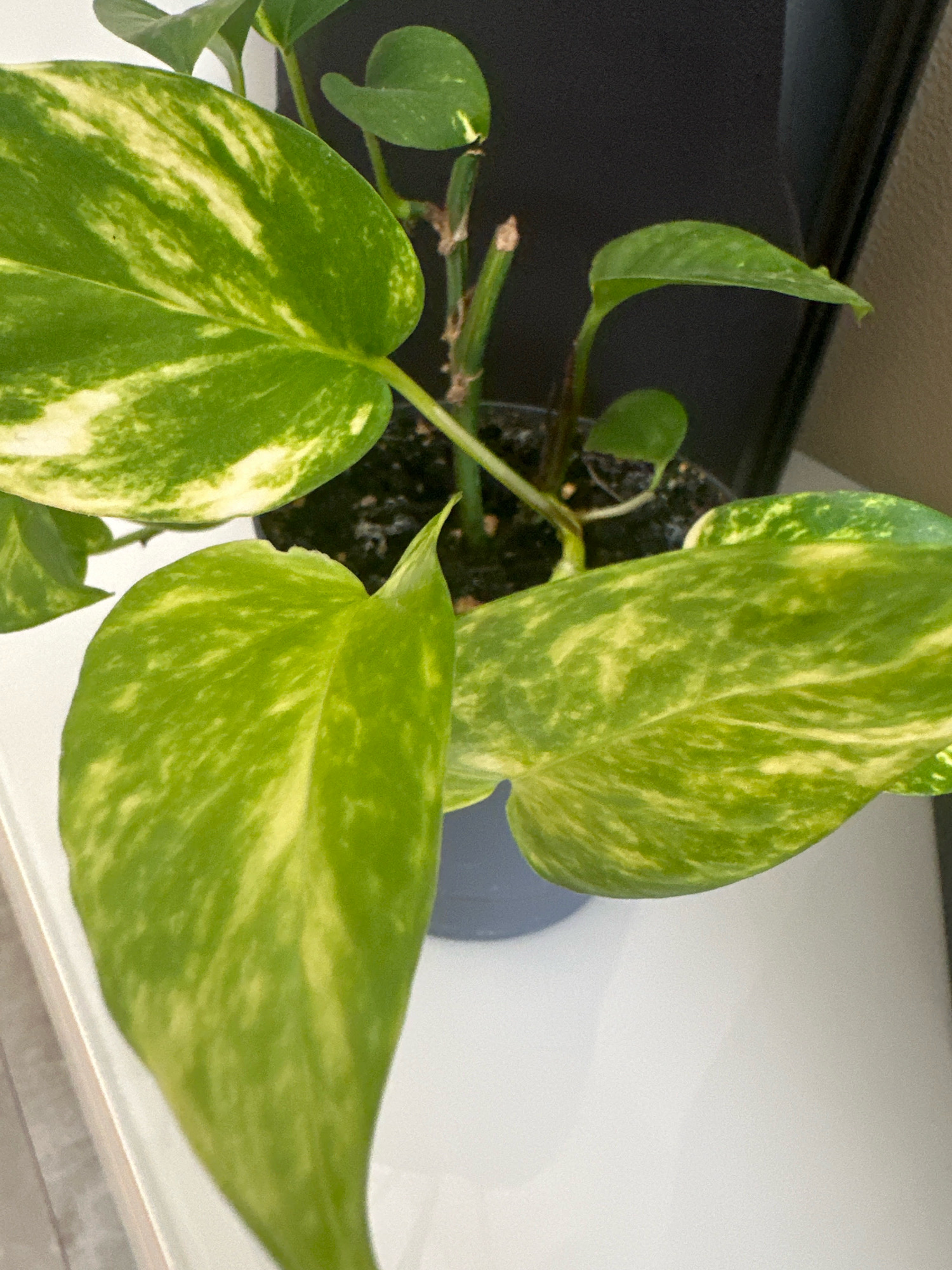 A potted golden pothos plant sits on a white surface, likely a shelf or table, against a dark background. The plant has large, heart-shaped leaves with variegated patterns of green and yellow. Some leaves are partially unfurled, while others are fully grown. The plant is in a dark gray pot, which is partially visible. The lighting suggests an indoor setting. The image does not contain any contextual information to place it in Nevinnomyssk, Russia.