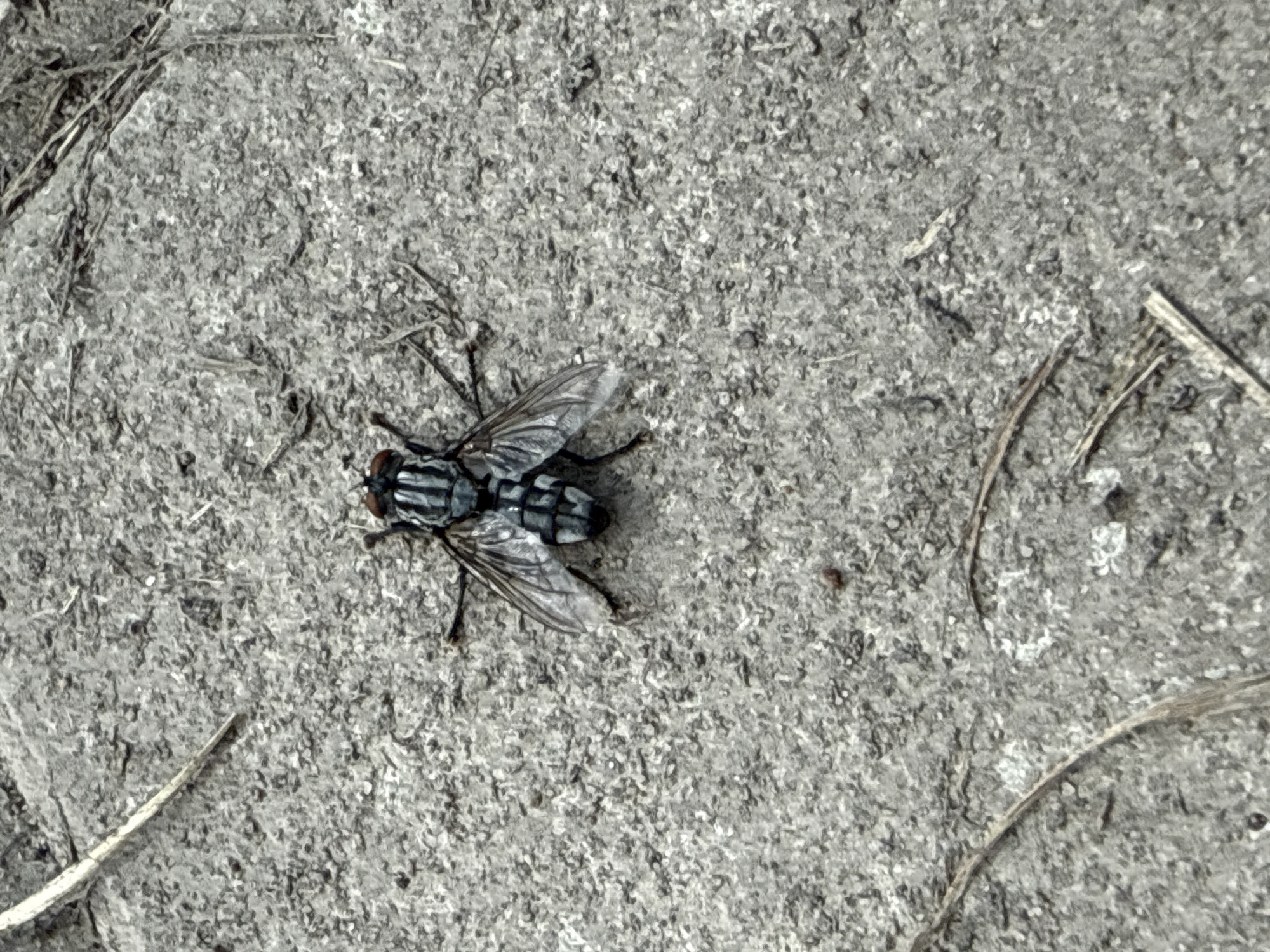 A single fly is positioned centrally on a gray, textured surface, possibly concrete or stone. The fly is dark with lighter gray stripes on its abdomen and wings. Several dry, thin twigs or blades of grass are scattered across the surface, some near the fly and others in the foreground and background. The image appears to be taken from a top-down perspective. The specific location in Baryshevo, Russia is not evident from the image itself.