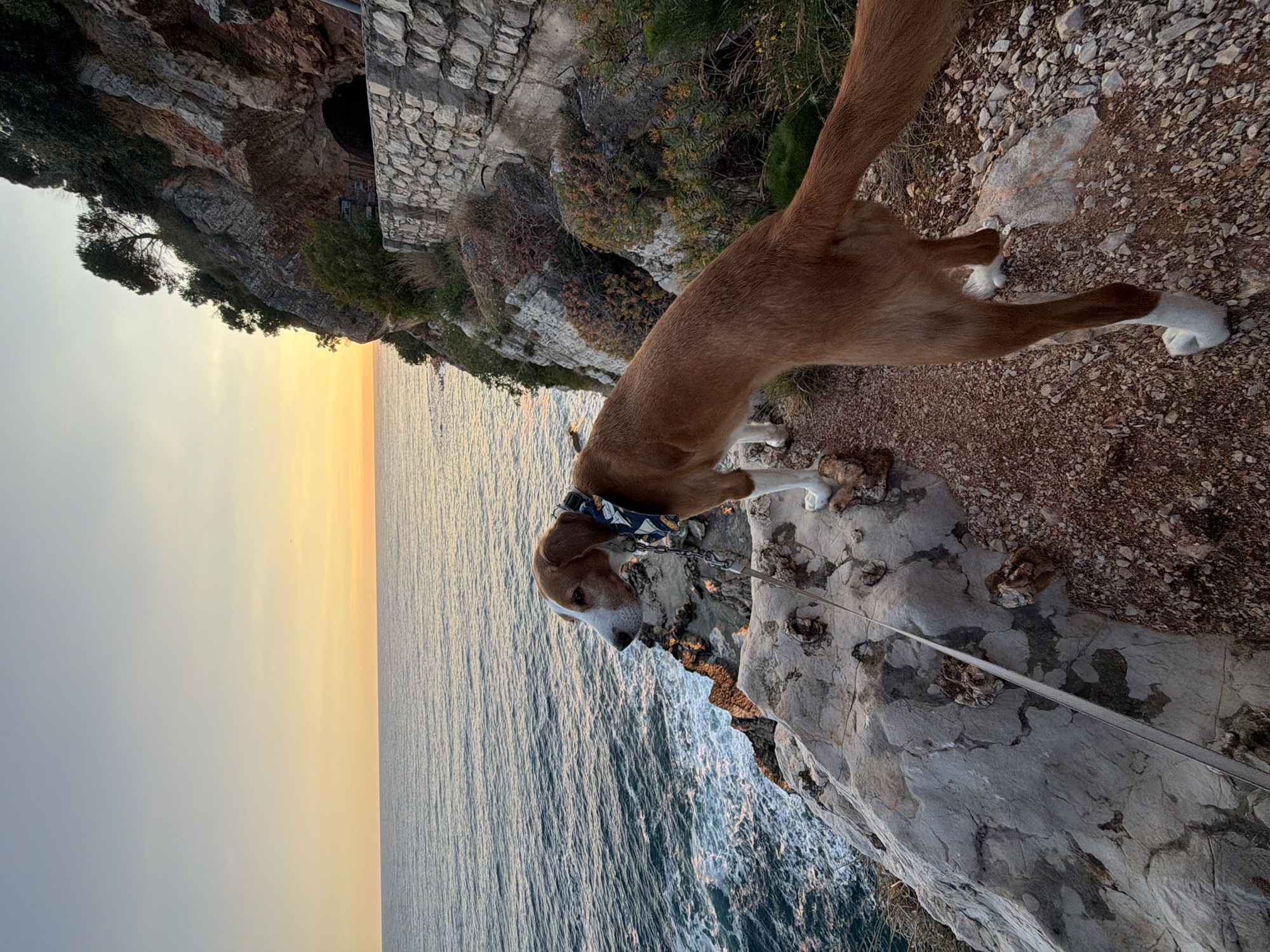 A medium shot, slightly angled from above, captures a brown and white dog standing on a rocky cliff. The dog is wearing a patterned collar and has a leash attached. Below the cliff, the ocean stretches out, with the sky transitioning from light blue to yellow. In the background, the rocky coastline of Petrovac na Moru, Montenegro, is visible. A small cave or tunnel is visible in the cliff face in the upper left of the image.