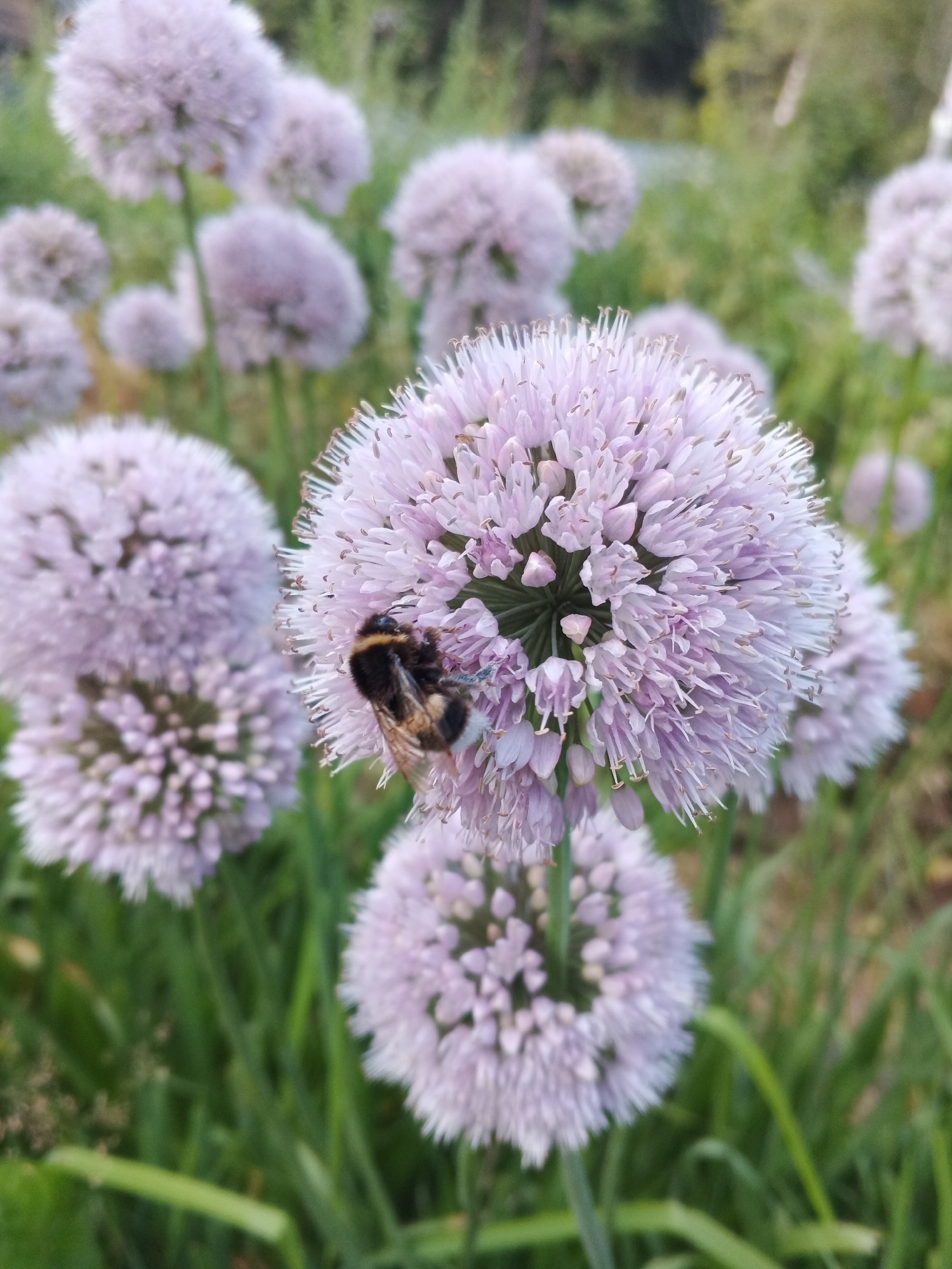 A bumblebee is shown collecting nectar from a light purple allium flower in Suvorov, Russia. The flower is spherical and composed of many small florets, with delicate white stamens protruding from the center. The background is a blur of green foliage and other allium flowers, suggesting a garden or park setting. The image is captured in a close-up, shallow depth of field, with the bee and the primary flower in sharp focus.