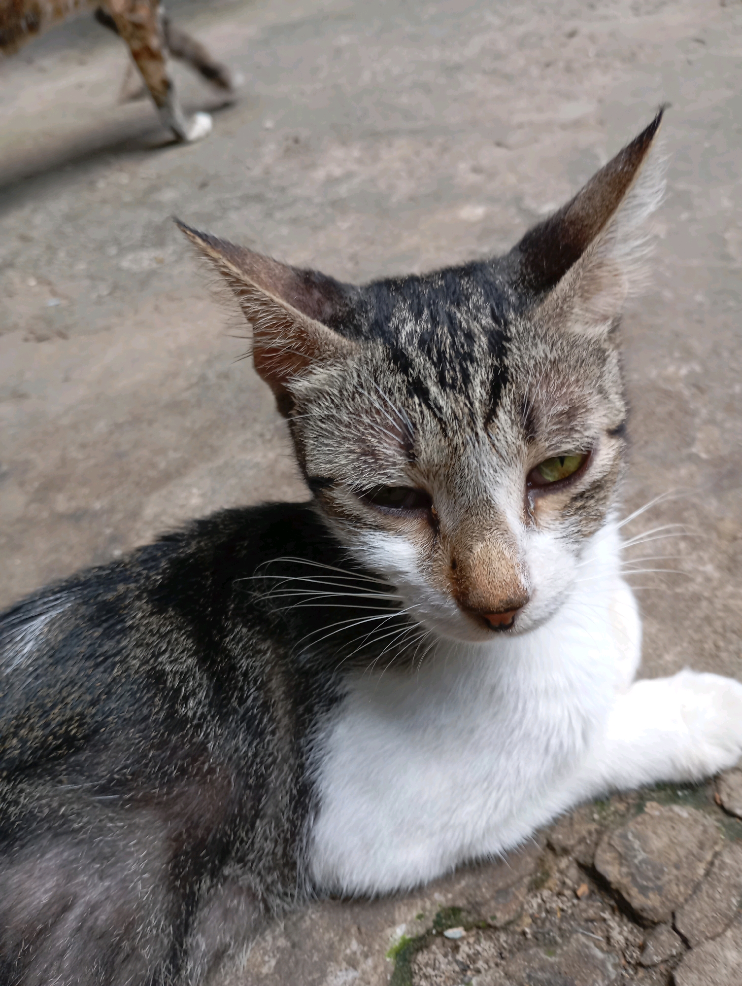 A tabby and white cat is lying on a concrete surface in Balikpapan, Indonesia. The cat's left eye is partially closed, and its right eye is open and appears greenish. The cat has pointed ears and prominent white whiskers. In the background, the legs of another animal, possibly a dog, are blurred as it walks away. The concrete surface is cracked and shows some moss and debris.