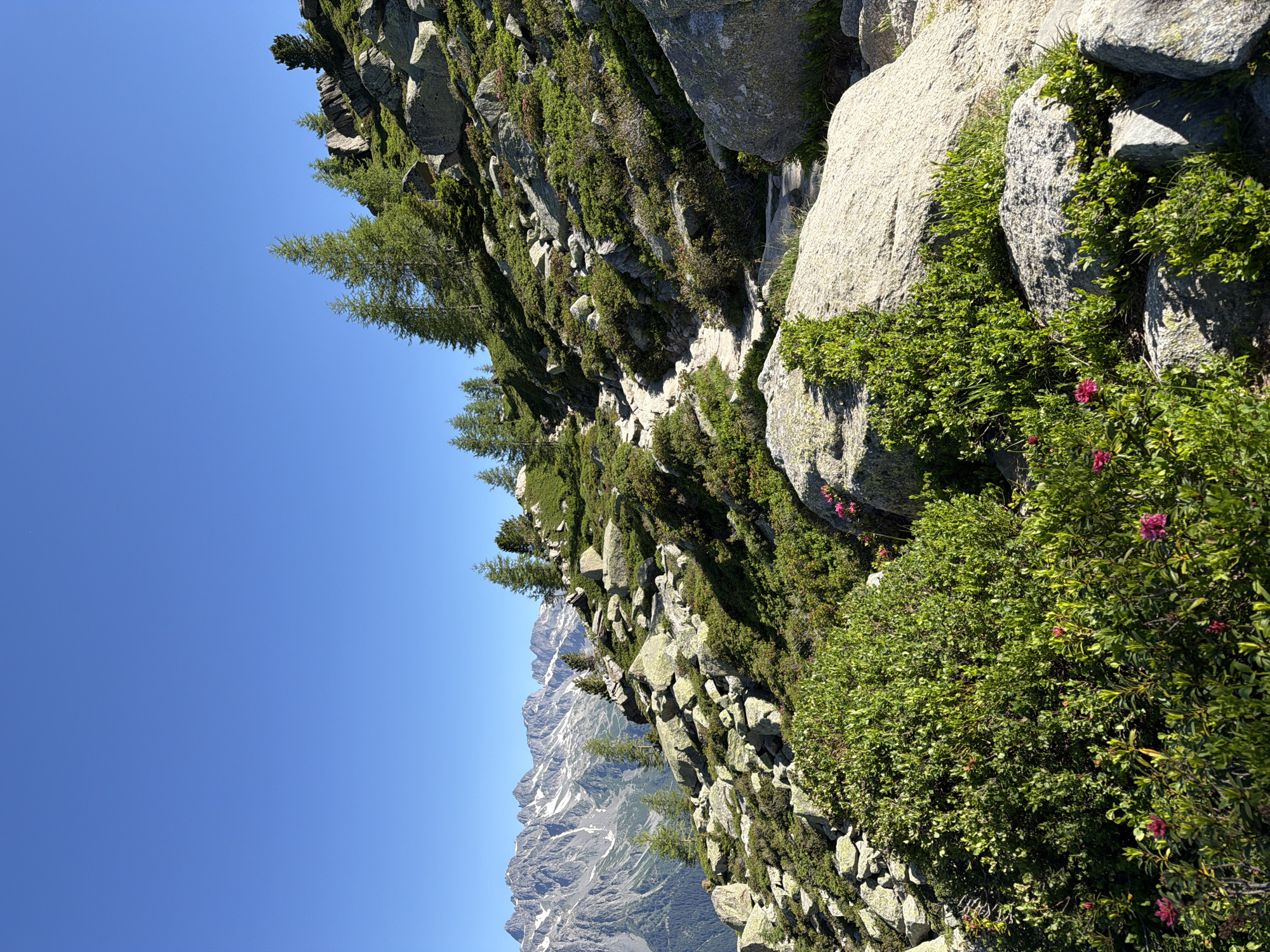 This media file captures a scenic view of a rocky mountainside covered in lush green vegetation and scattered pine trees. The perspective is angled, with the clear blue sky occupying the left portion of the image. In the distance, snow-capped mountains are visible, suggesting a high-altitude location. The foreground features large, grey rocks interspersed with dense green bushes and some small pink flowers. The sunlight indicates it is daytime, and the clear sky suggests fair weather. The scene evokes a sense of natural beauty and rugged terrain, typical of mountainous regions like Chamonix-Mont-Blanc, France. There is no visible text in the image.