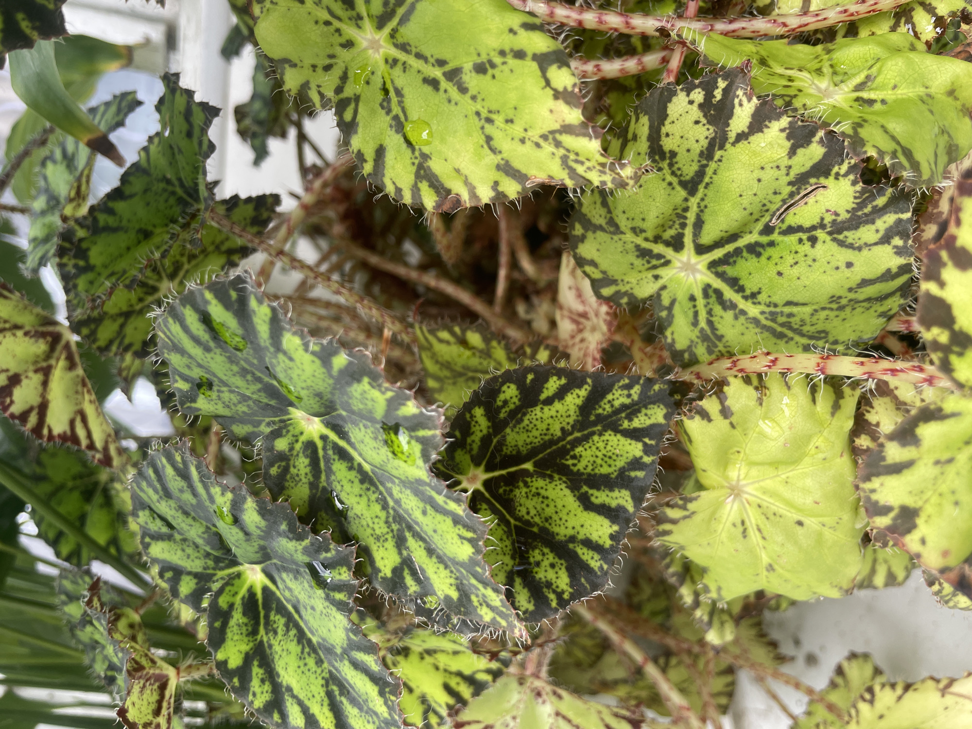 The image shows a close-up view of a begonia plant with vibrant green leaves featuring dark, irregular patterns. The leaves have serrated edges and are covered in fine white hairs. Some leaves have water droplets on them. The stems of the plant are reddish and also appear to have fine hairs. The background is blurred, showing hints of other green foliage and a white surface. There is no indication of the city of Laishevo, Russia in the image. The scene is a botanical close-up, focusing on the texture and pattern of the begonia leaves and stems.