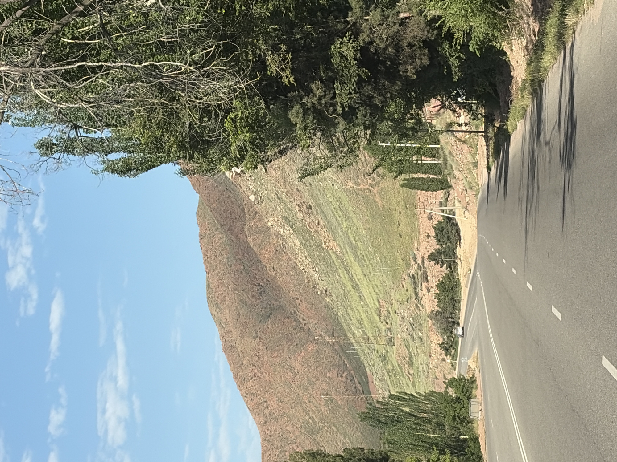 A clear, sunny day with a few wispy clouds in a light blue sky, as viewed from a paved road. The road curves to the left, with two white lines marking the center and dashed white lines on the right side. In the distance, a red-brown mountain slope is visible, covered with sparse green vegetation and some rocky outcrops. Several tall, thin utility poles with wires stretch across the mountainside. To the right of the road, a large, leafy tree with gnarled branches partially obscures the view of the mountain. On the left side of the road, a row of tall, slender trees lines the edge. A white car is visible in the distance on the road, approaching the curve.