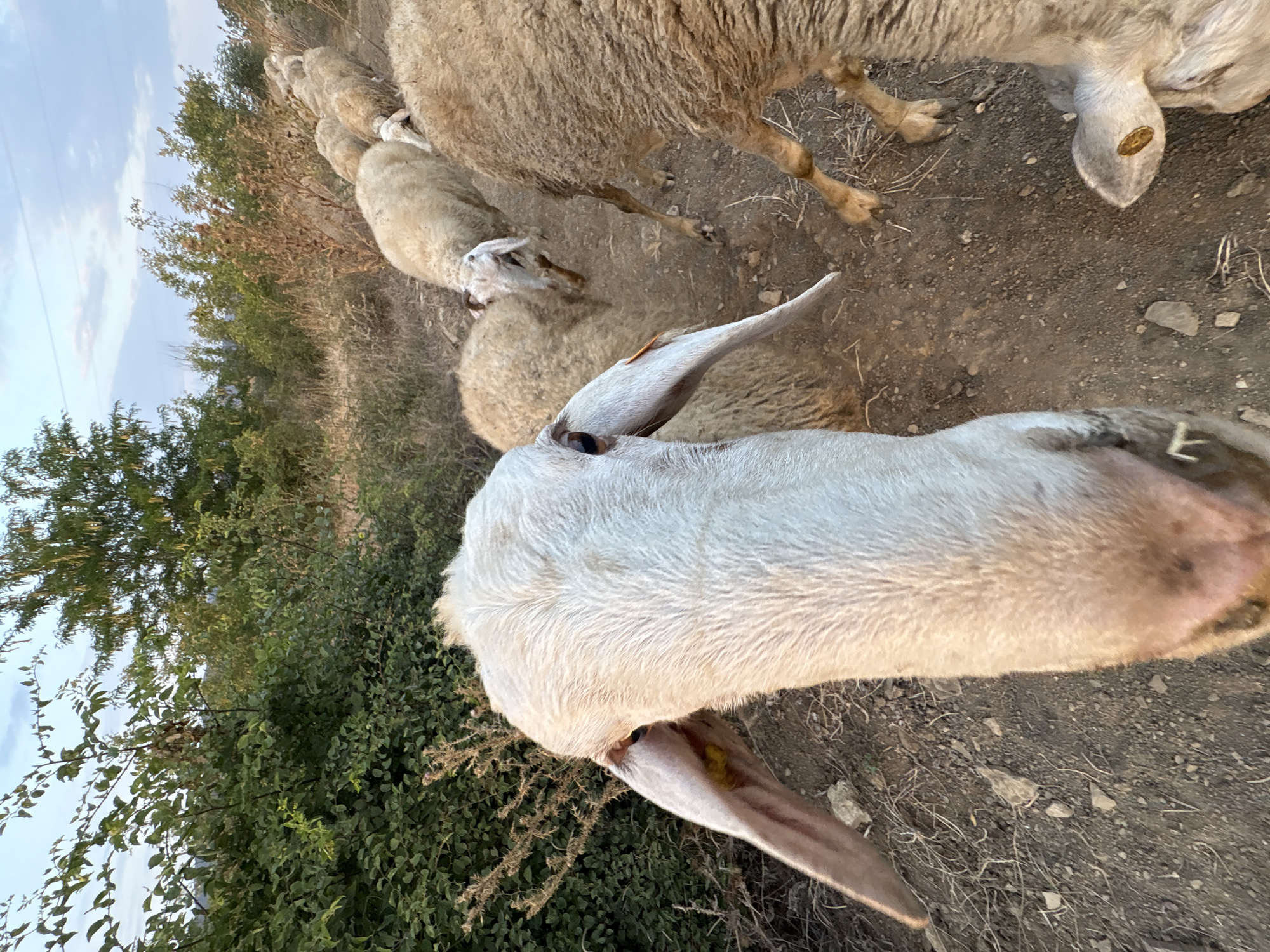 A flock of sheep walks along a dirt path with sparse vegetation on either side, under a twilight sky. The foreground is dominated by the head of a white sheep, looking directly at the camera with its long ears flopped to the sides. Behind it, several other sheep are visible, following the path in a line. The environment appears rural, with trees and bushes forming a natural border to the path. The lighting suggests it is either early morning or late evening. There are no people or man-made structures immediately apparent in the frame. The location is specified as Tankovo, Bulgaria.