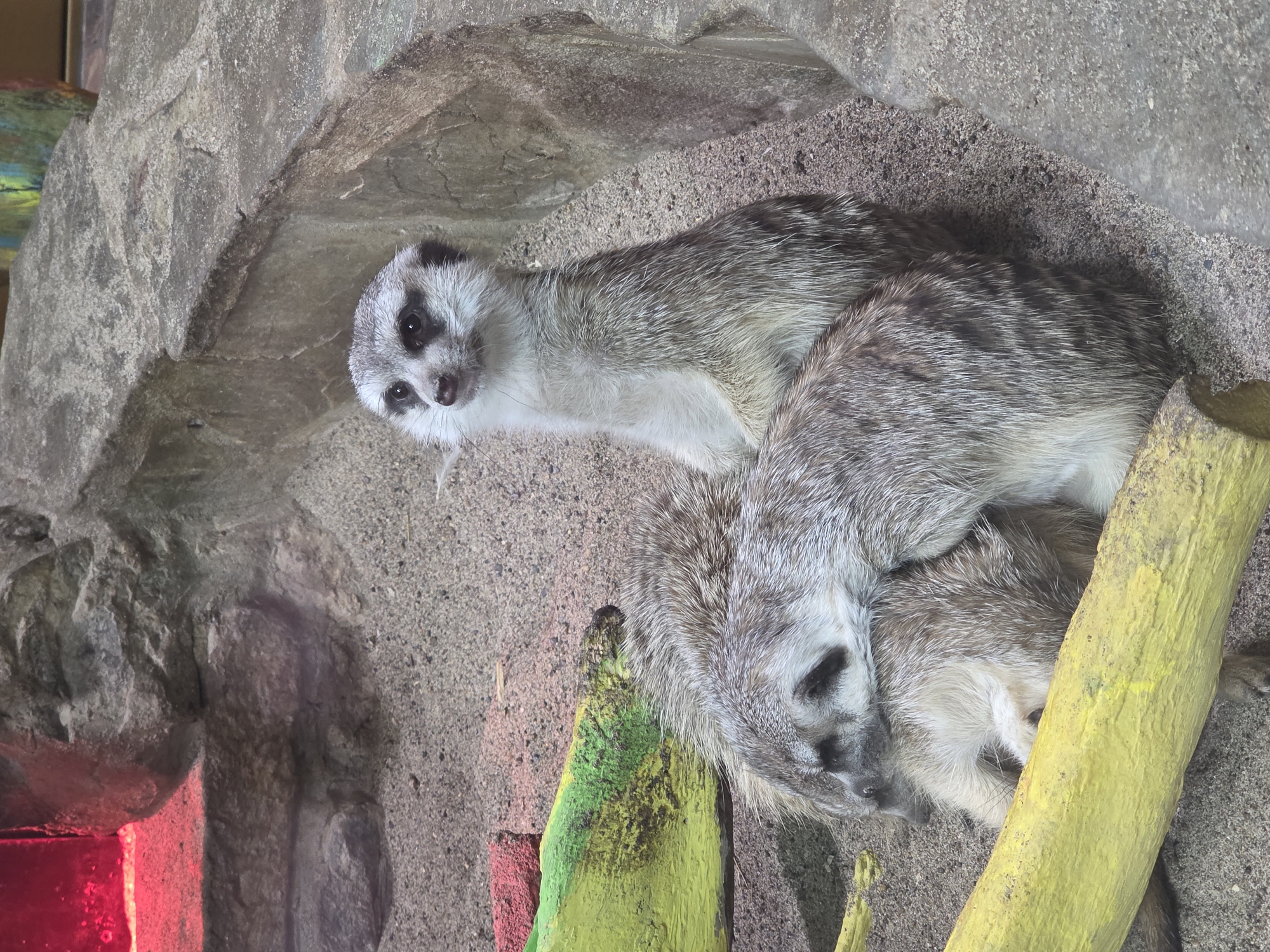 Two meerkats are nestled together under a rock ledge on a sandy surface. A painted log, yellow and green, is situated near the meerkats. The location is Uspenskii, Russia. Red lighting is visible in the lower left of the frame.