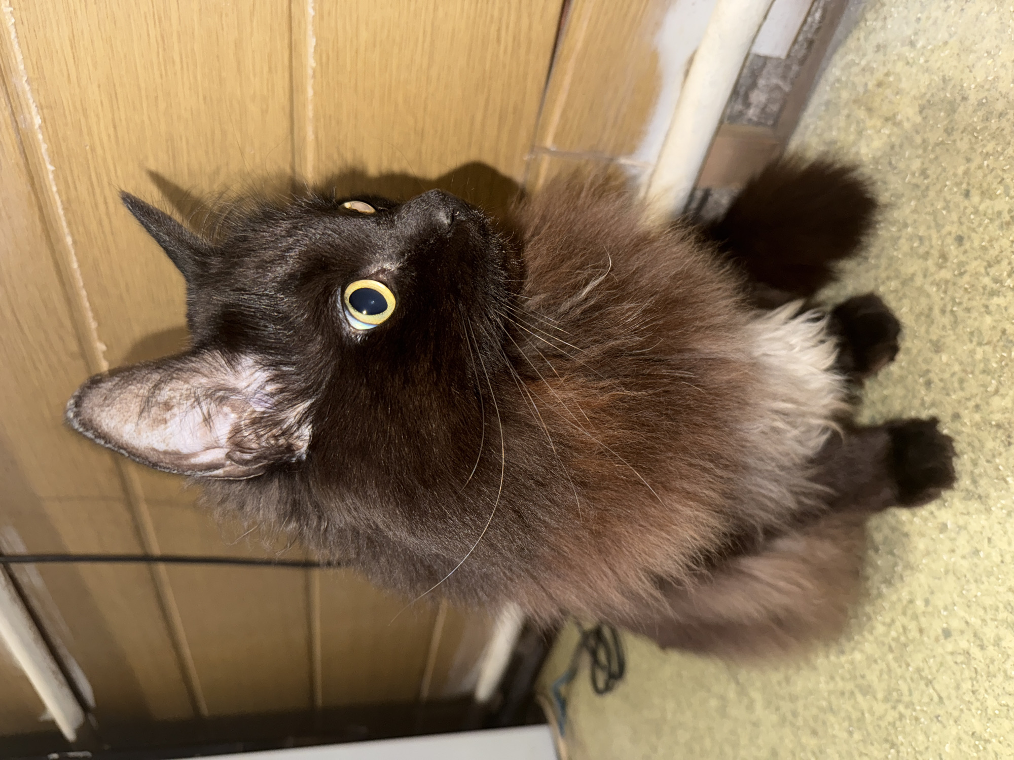 A medium-angle close-up shot depicts a long-haired, mostly black cat with yellow eyes looking up. The cat is inside near a wooden door frame. The floor covering is yellowish and flecked. There is no evidence to suggest that this image was taken in Saint Petersburg, Russia.