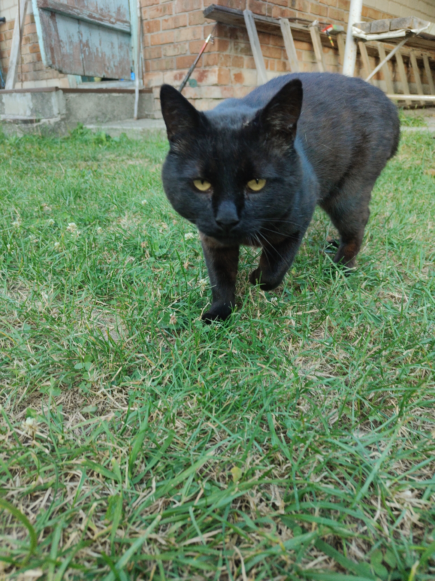 A black cat with yellow eyes walks on a patch of green grass in front of a brick building. The cat is facing the camera and appears to be in motion. The background includes a closed wooden door, a ladder, and some construction materials. The scene is outdoors and appears to be in a residential area. The specific location within Cherkasy, Ukraine is not discernible from the image.