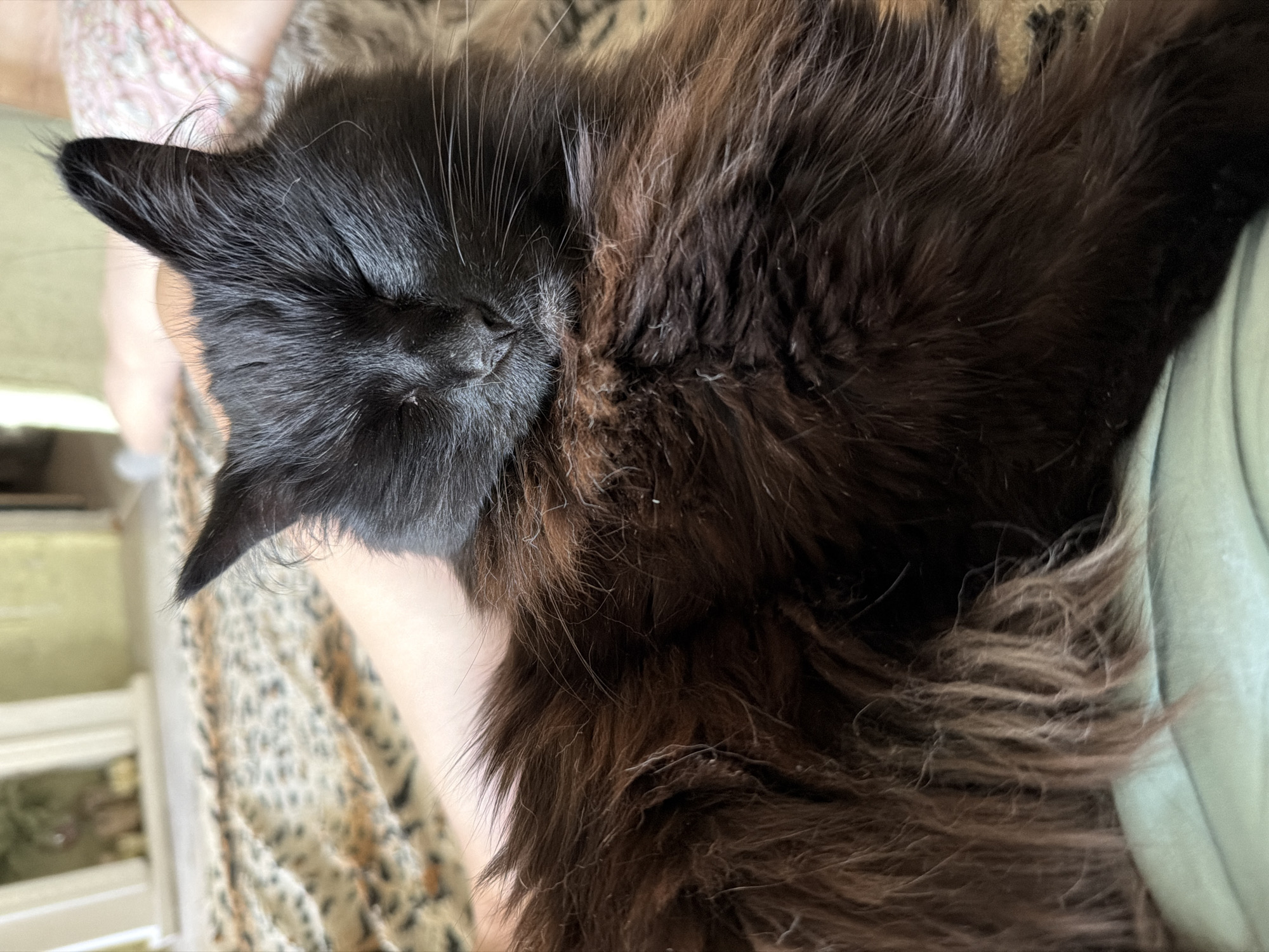 An outdoor shot taken from a high angle shows a black cat lying on its side, asleep. The cat's fur is long and fluffy, with patches of brown mixed in. The cat's eyes are closed, and its head is resting on its paws. The cat is lying on a bed with a leopard-print comforter. In the background, a person's legs are visible, wearing pink floral shorts. The scene is brightly lit, suggesting it is daytime. There are no visible landmarks or features that would indicate the location in Petropavlovsk-Kamchatsky, Russia.