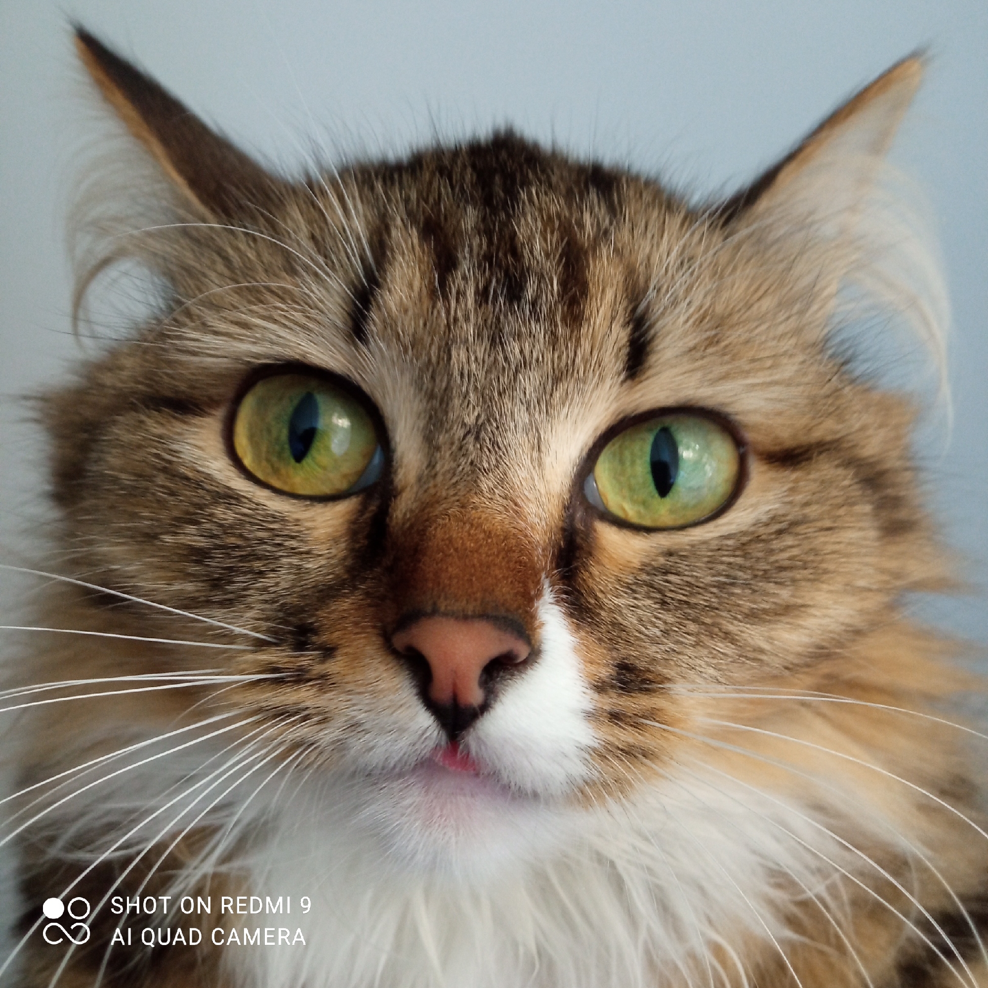 A close-up photo focuses on the face of a long-haired cat. The cat has brown and tan fur with darker brown stripes on its forehead and head. It has bright green eyes and a pink nose. A small portion of its pink tongue is visible just below the nose. The cat has long, white whiskers. The bottom of the image includes a watermark that reads "SHOT ON REDMI 9 AI QUAD CAMERA". The image's metadata implies it was taken with a Redmi 9 camera, which doesn't provide a specific location within the city of Chaikovsky, Russia. Therefore, the location is unknown.
