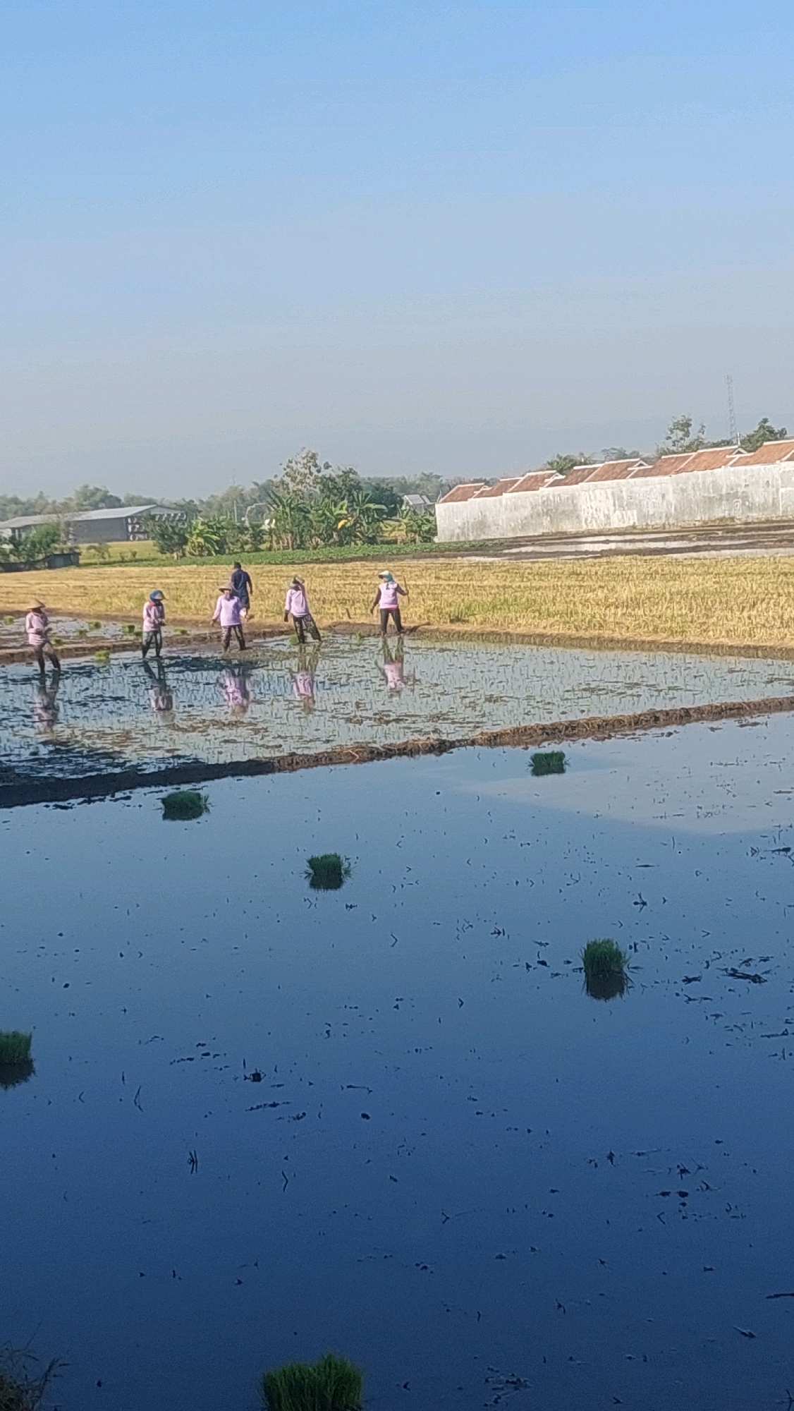 In Babadan, Indonesia, a group of six individuals, all wearing purple shirts and some with hats, are engaged in rice paddy labor. Five individuals are working in a flooded rice field, with three on the left and two on the right. Another individual, wearing a dark blue shirt, stands behind them. The field is partially filled with water, reflecting the clear blue sky. Bundles of young rice plants are scattered throughout the water. In the background, a dry rice field with yellow stalks is visible, bordered by trees and buildings with tiled roofs. The scene is illuminated by natural daylight, suggesting it is daytime.
