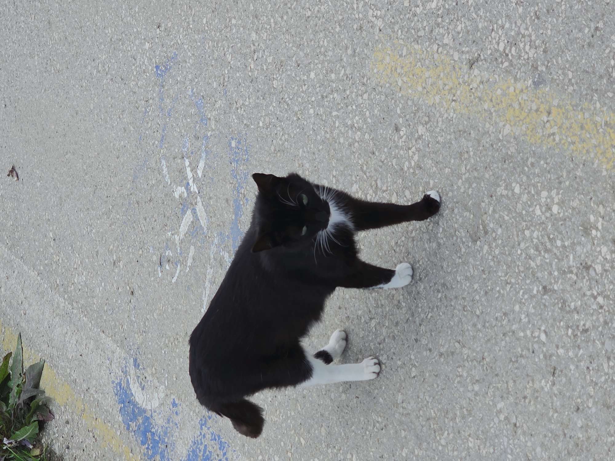 A black and white cat stands on a concrete surface. The cat is mostly black with white paws and a white chest patch. The concrete is gray with small pebbles and patches of yellow and blue paint markings. Some green plants are visible at the lower left edge. The image is taken in the city of Varna, Bulgaria.