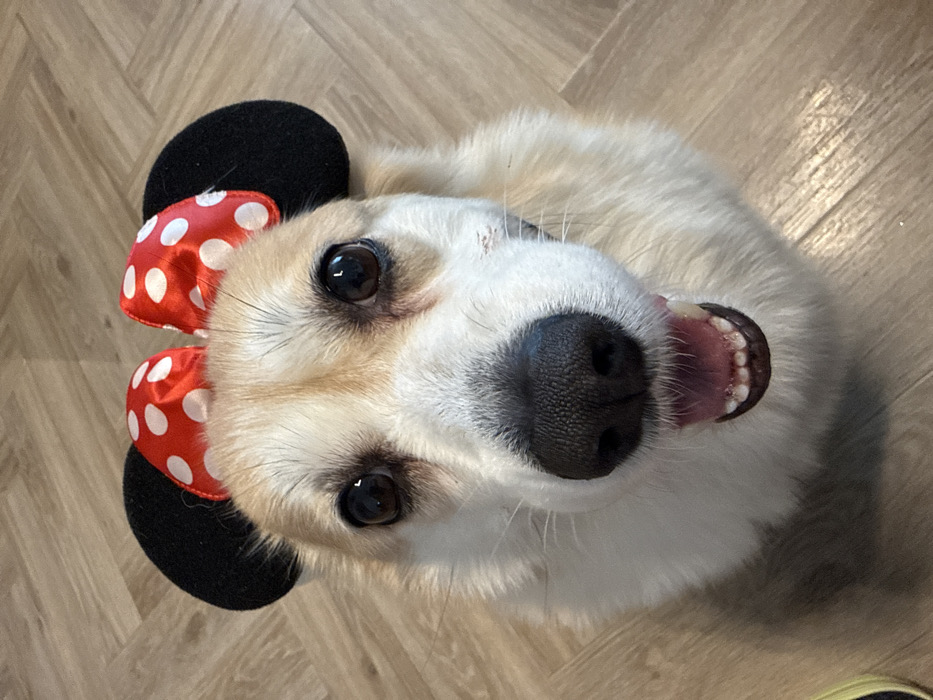 A dog lies on its back with its head tilted towards the camera. The dog is wearing a Minnie Mouse ear headband that has black ears and a red and white polka-dotted bow. The dog has a white and tan coat with a large, black nose. The dog's mouth is slightly open, revealing its teeth. The background is a light-colored wooden floor.