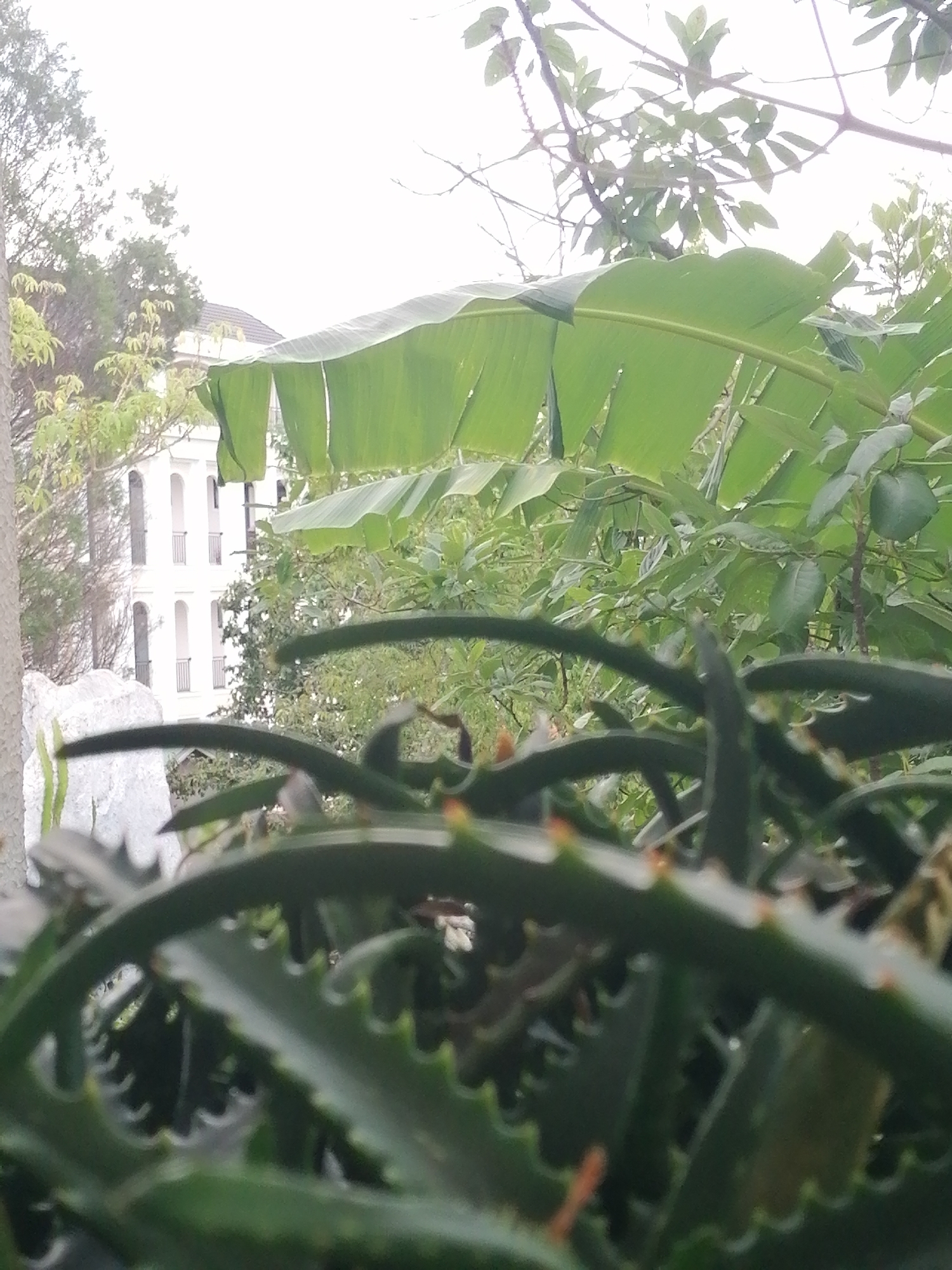 This media file captures an outdoor scene with a shallow depth of field, focusing on lush green foliage in the foreground. The plants in the foreground appear to be succulents or similar spiky-leaved plants, with sharp edges and some reddish tips on the protrusions.
Behind the foreground plants, a variety of other greenery is visible, including large, broad leaves that resemble banana leaves, and denser clusters of smaller leaves. In the mid-ground, a white building with arched windows and balconies can be seen, suggesting an urban or semi-urban setting. The building's architecture with its multiple stories and repetitive arched openings implies it could be apartments, a hotel, or a similar structure.
The background is dominated by an overcast or bright sky, suggesting it might be daytime, possibly morning or late afternoon, with diffused light. The overall atmosphere is serene and natural, with an emphasis on the interplay of light and shadow on the plants. The location context of Da Lat, Vietnam, brings to mind a region known for its cooler climate and abundant plant life, which is consistent with the imagery. No people or text are visible in the media file. The activity, if any, is implied to be passive observation of the natural environment and the architecture.