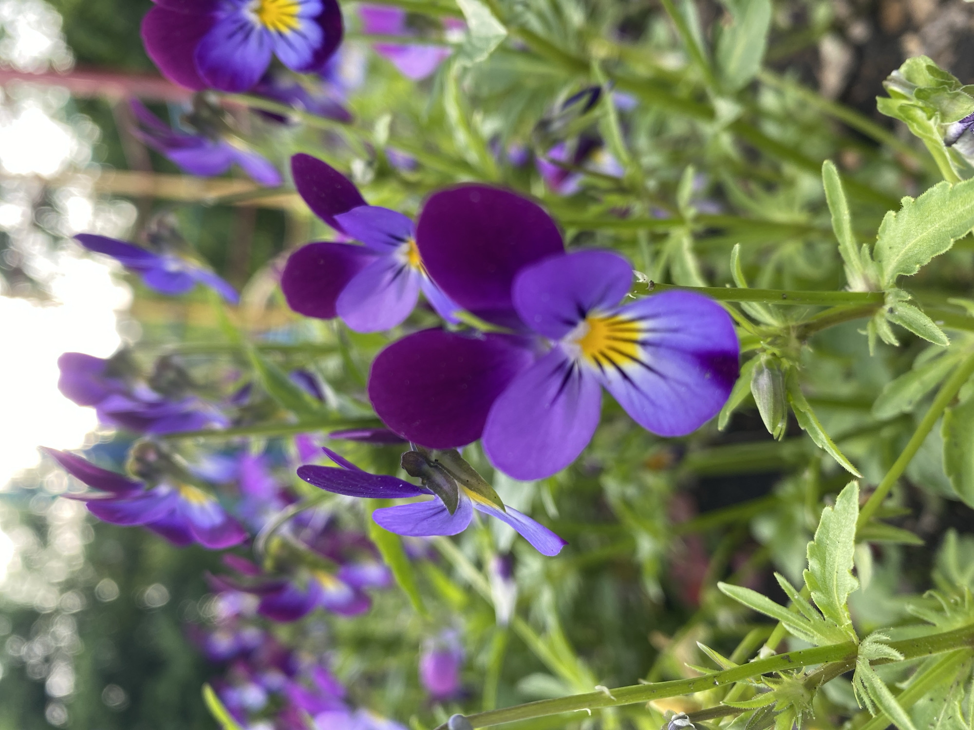 The image shows a close-up of purple and yellow pansies, likely growing in a garden bed. The flowers are in various stages of bloom, with some buds still closed. The background is a mix of green foliage and blurred white bokeh. There is no clear evidence to determine the location as Yekaterinburg, Russia. There are no people visible in the image.