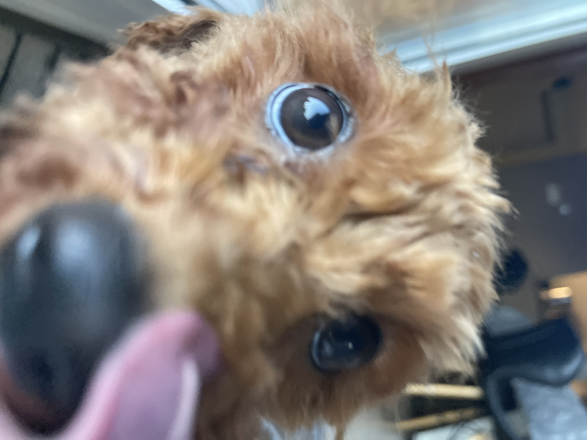 A close-up image shows the face of a small, fluffy brown dog. The dog has large, round eyes and a black nose that is partially out of focus and appears very large. The dog is looking directly at the camera. The background is blurred, but hints of a room with a window and some furniture are visible. The image was not necessarily taken in Sofia, Bulgaria, as there is no specific information indicating the location.