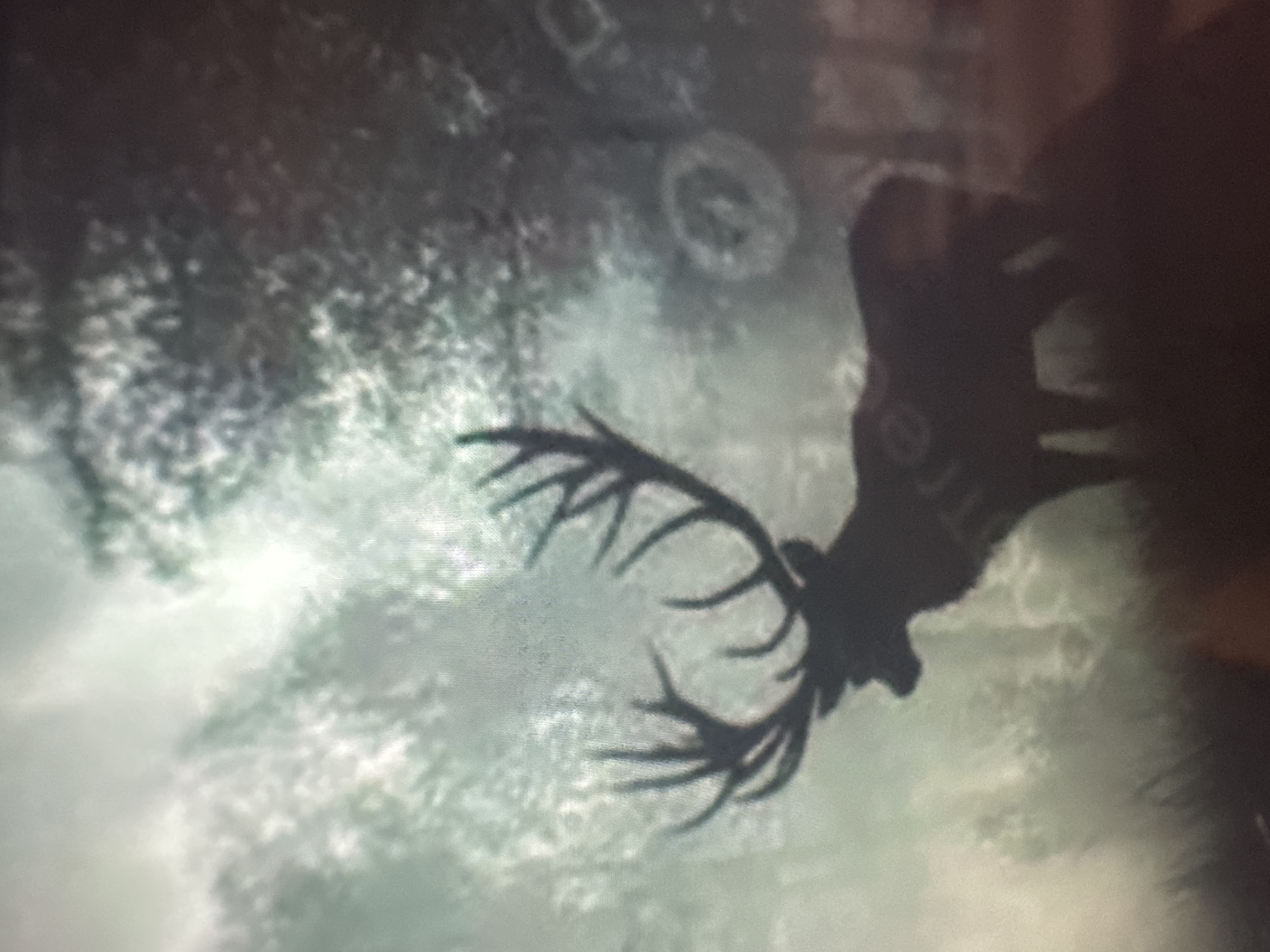 The media file displays a dark silhouette of a large, antlered cervid (likely a deer or moose) set against a bright, misty, and somewhat textured background. The animal is positioned diagonally across the frame, with its prominent antlers extending towards the lower left and its body towards the upper right.
The background consists of blurred light gray and white areas, suggesting mist, clouds, or snow within a natural environment like a forest, as hinted by indistinct patterns resembling foliage. The lighting creates a strong contrast, rendering the animal almost entirely black in silhouette.
Notable details include subtle text and graphic elements. On the animal's upper back/neck area, faint light-colored letters are visible, which, if the image were upright, appear to spell "TREE". Additionally, in the background above the animal's head, a clear circular emblem or logo with internal design is present. Another, less distinct, circular shape can be seen further in the background.
The image quality is somewhat blurry and pixelated, suggesting it is a photograph taken of a digital screen. The diagonal orientation contributes to a dynamic or perhaps disorienting feel. No human figures are present, and no specific activity beyond the animal's static presence is depicted. The overall mood is mysterious or ethereal, characteristic of a stylized scene, possibly from a video game or an artistic rendering.