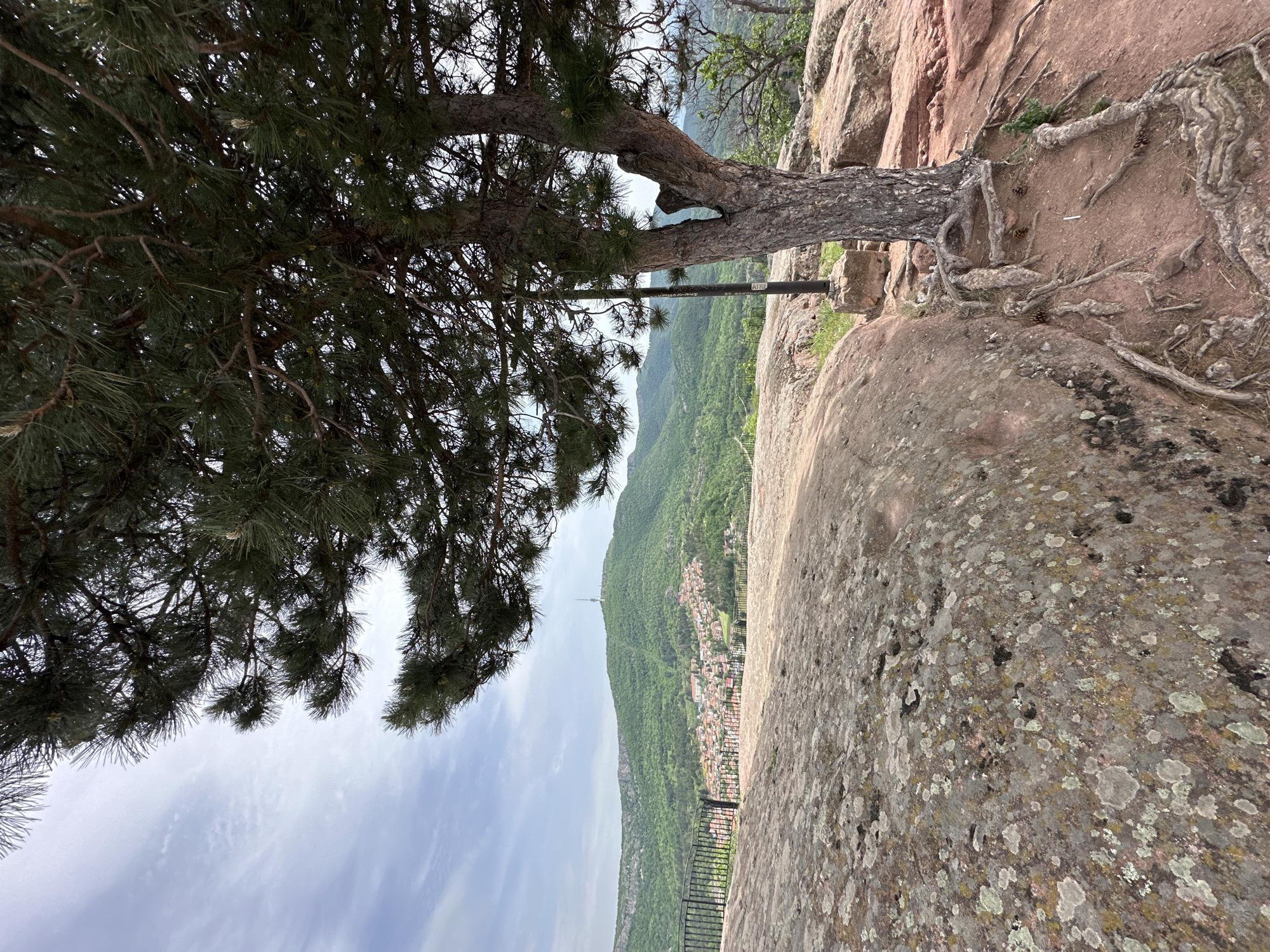 A scenic view from Belogradchik, Bulgaria, featuring a pine tree with its branches extending over a rocky cliff. The landscape beyond includes a valley with a town below, and a mountain ridge line with a radio tower is visible. The sky is partially cloudy. A black metal safety railing borders the cliff.