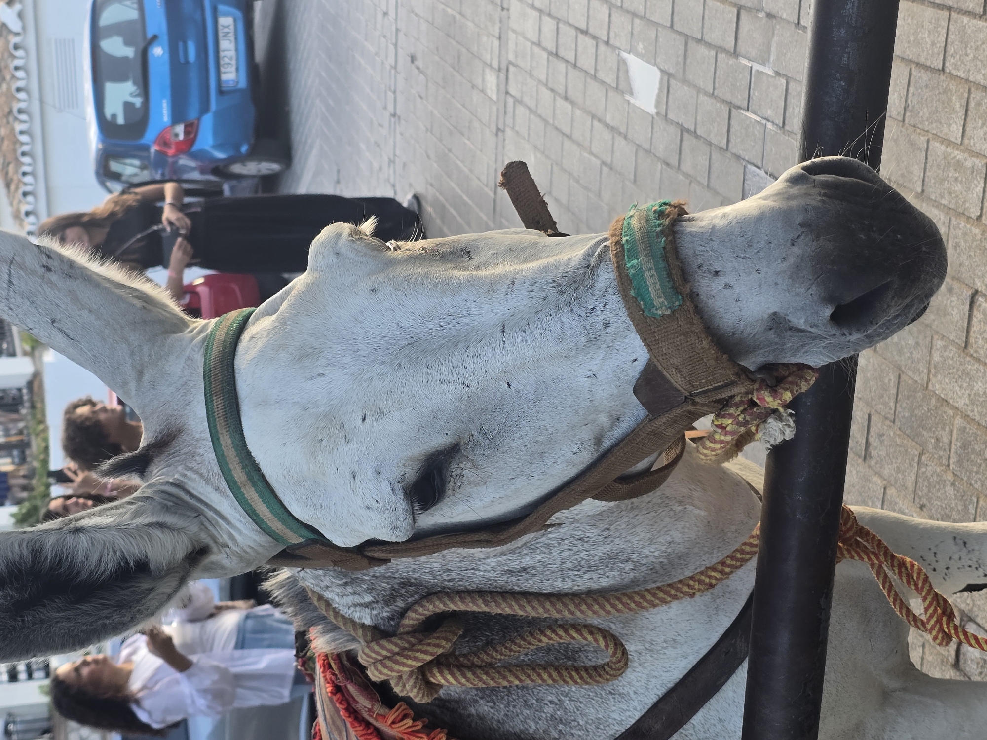 The image depicts a close-up of a white donkey with its head facing the viewer, resting its chin on a dark metal railing. The donkey wears a brown harness with a green and beige trim. In the background, several people are visible on a paved walkway. To the right of the donkey, a blue car with a license plate reading "1921 JNX" is parked. The architecture in the background suggests a Spanish setting, potentially a town square or a street lined with white buildings and tiled roofs, consistent with the characteristic style of Mijas, Spain. The overall lighting suggests it is daytime, possibly late afternoon due to the warm tone of the light.