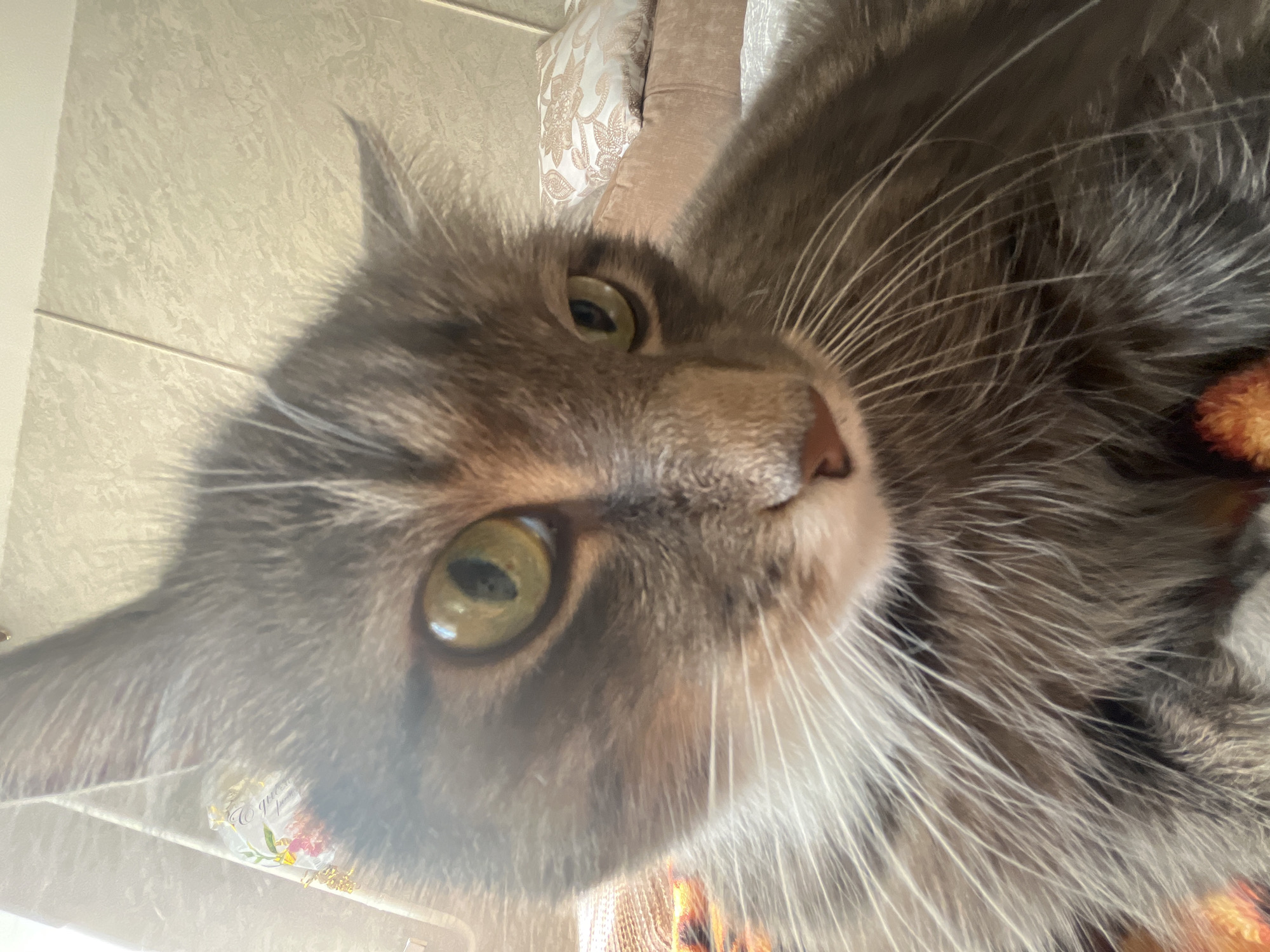 A close-up, low-angle shot shows a tabby cat's face filling most of the frame. The cat has green eyes, grey and brown fur, and prominent white whiskers. Its right ear is visible and pointed upwards, while its left ear is partially obscured. The background is out of focus, showing a textured wall with what appears to be a cream-colored patterned pillow on a beige sofa. The image appears to have been taken indoors. There is no information in the image to determine its location in the city of Chaikovsky, Russia.