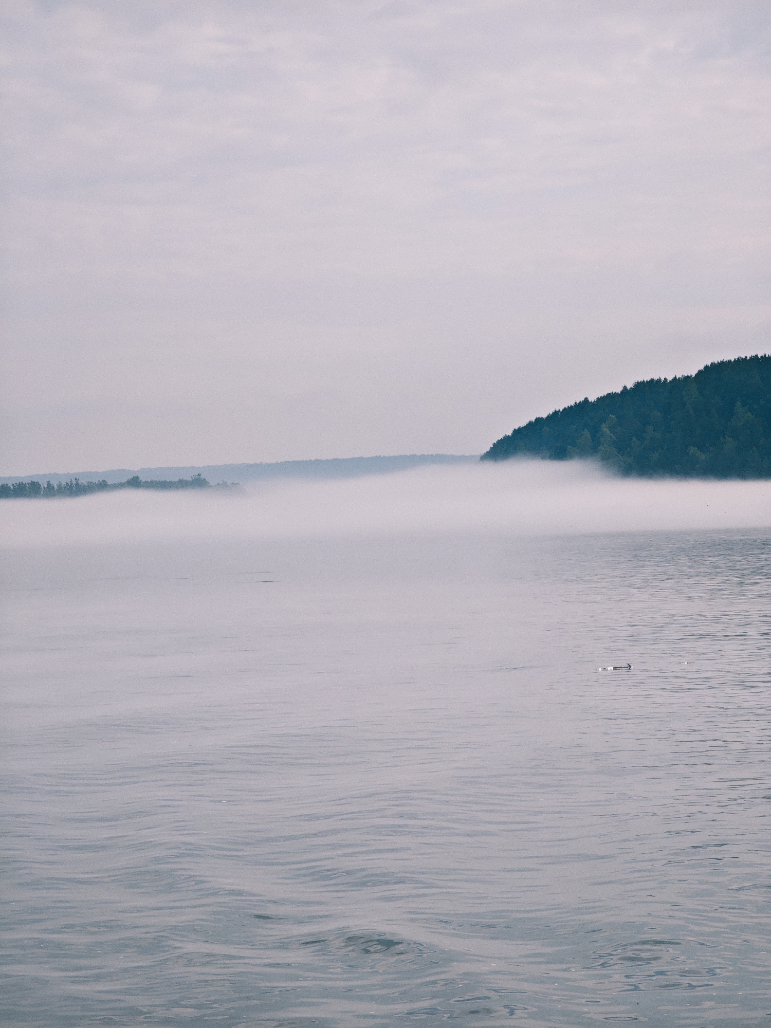 The image depicts a calm body of water with a shoreline lined with dense green trees. A layer of white mist hovers low over the water, obscuring the base of the trees on the distant shore. The sky above is overcast with a pale, muted light. The water's surface shows gentle ripples. In the middle ground of the water, there are a few small objects. The scene appears to be a natural landscape with a serene, slightly hazy atmosphere.