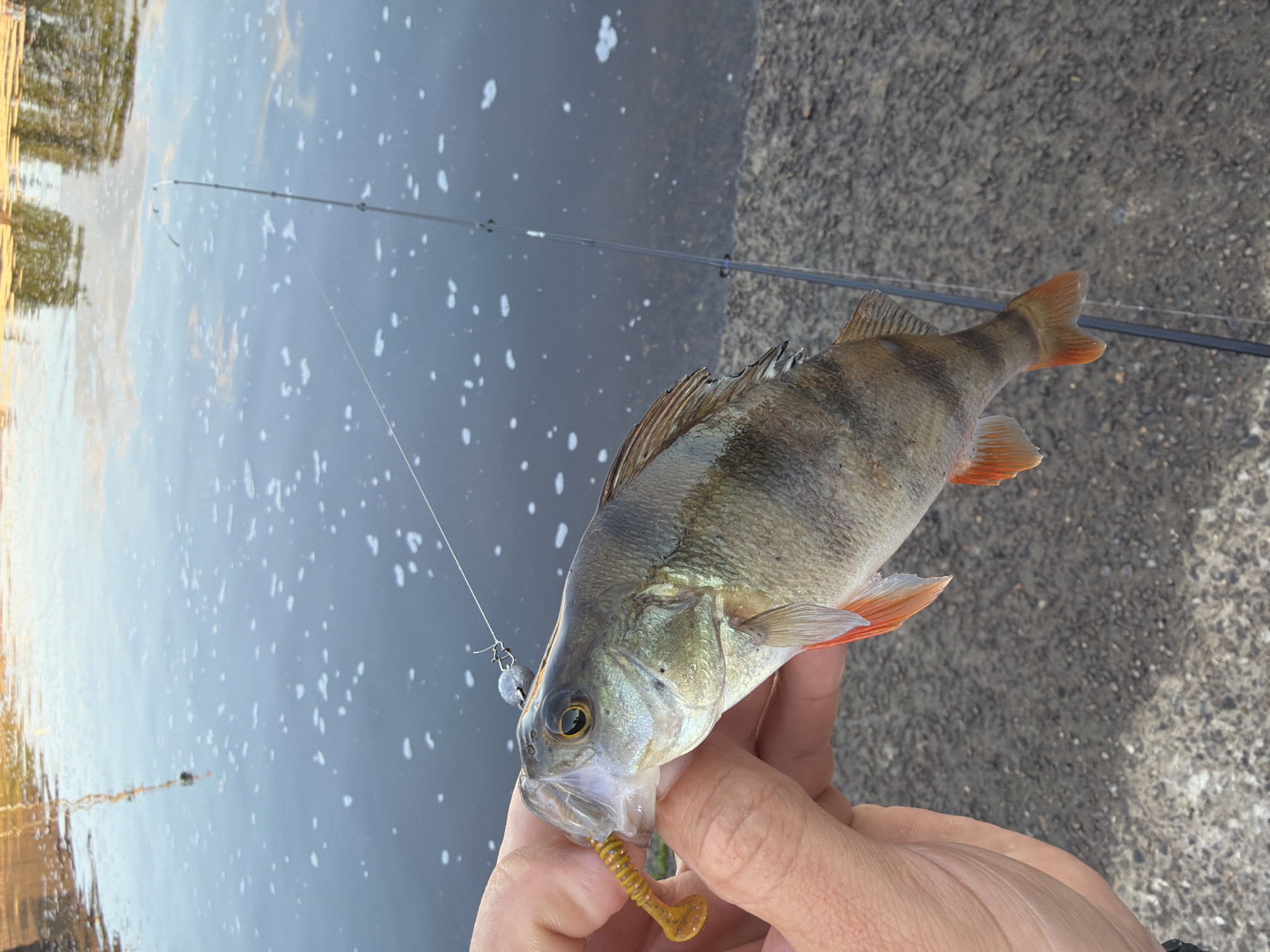 The image shows a person holding a small, freshly caught fish, likely a perch, near a body of water. The fish has yellow and brown stripes and orange fins. It is impaled on a fishing lure, which is a small, coiled, yellow plastic worm. A fishing rod is visible in the background, with its tip bent slightly, suggesting it is in use. The water appears to be a river or lake, with some ripples and a reflection of trees on the far bank. The ground beside the water is paved with concrete. The scene is likely set in Chaikovsky, Russia, given the context provided. The lighting suggests it might be late afternoon or early evening.