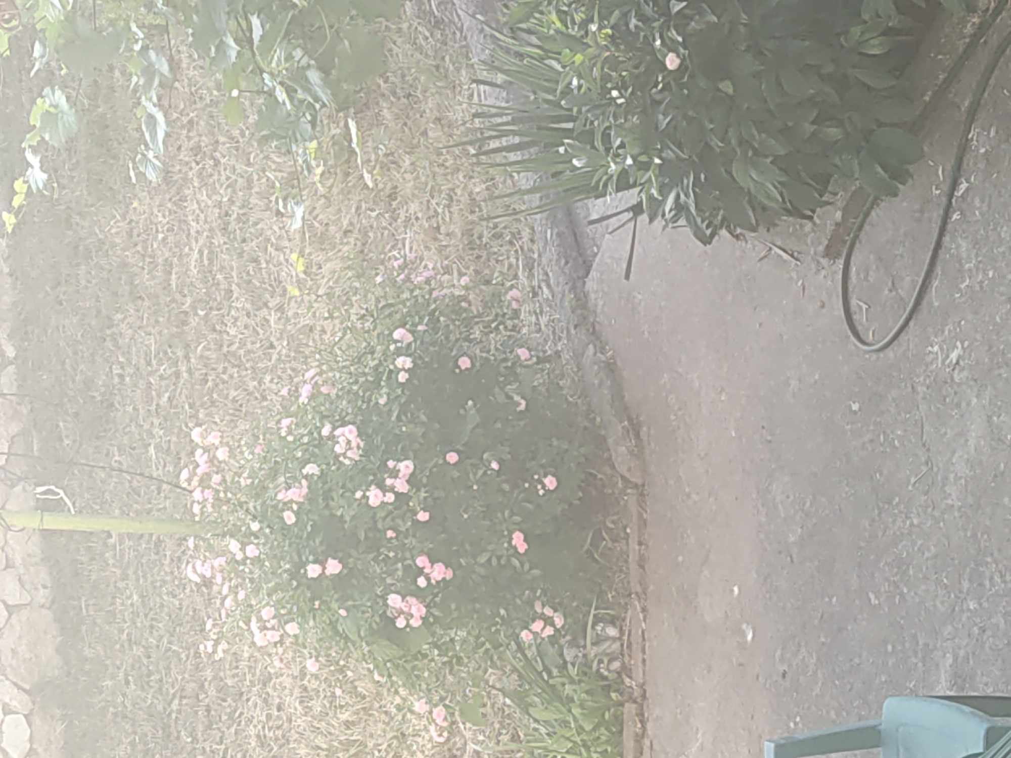The image shows a garden scene. There's a mix of vegetation including greenery, a bush with small pink flowers, and dry grass. A section of paved area or walkway is visible on the right side of the frame. Part of a garden hose and a green chair are also present. The location appears to be in a residential setting.
