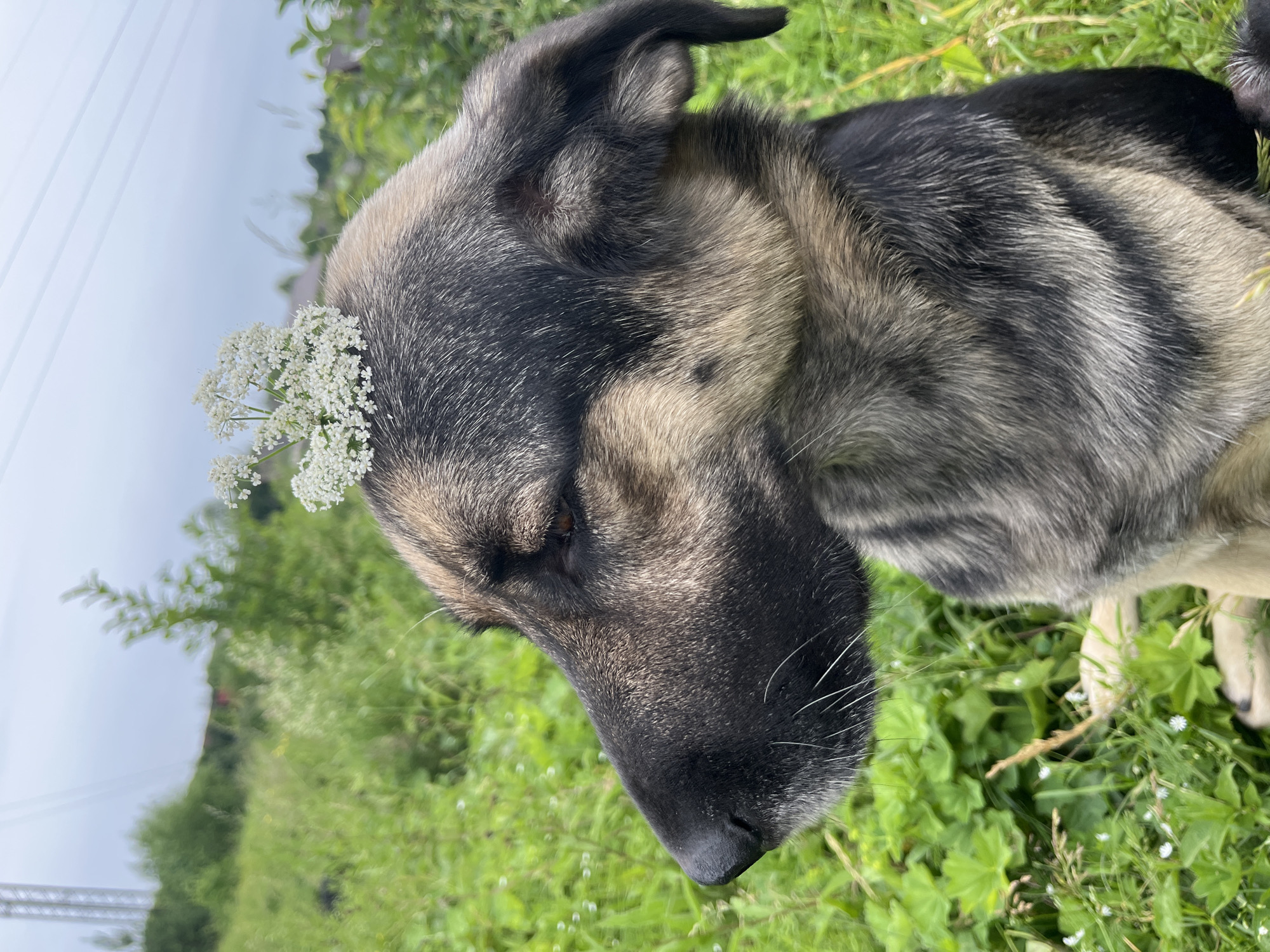 An outdoor, close-up, profile shot captures a German Shepherd dog in a field of lush green grass and foliage. The dog's head is turned to the left, revealing its profile. A small cluster of white wildflowers rests atop its head, positioned between its ears. The dog's fur is a mix of black, grey, and tan. In the background, out of focus, are more greenery, some distant trees, a power line tower, and a cloudy sky. The image appears to be taken in a rural or suburban setting. The location is stated as Nizhny Tagil, Russia.