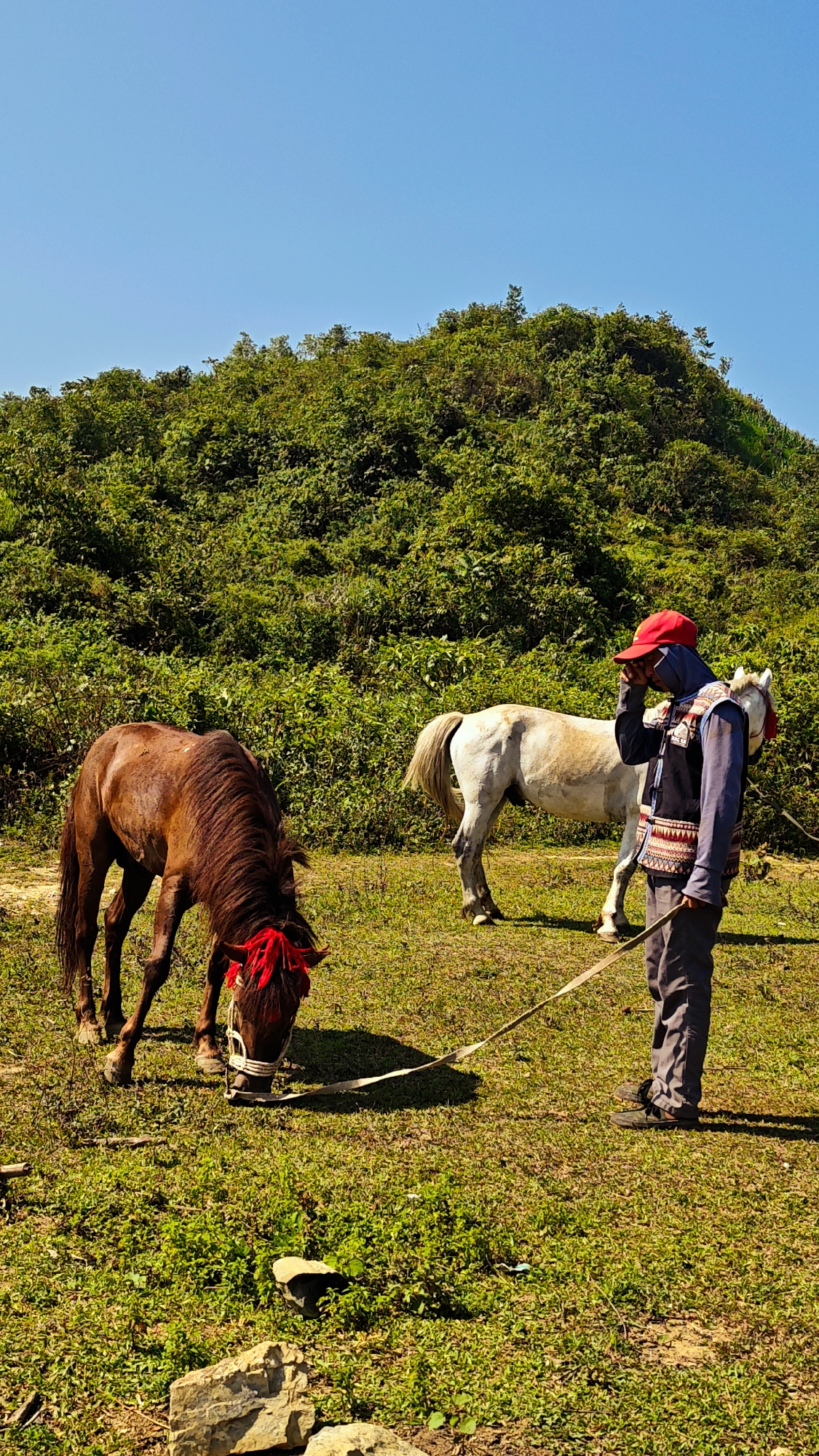 In Bản Phố, Vietnam, a man wearing a red baseball cap, gray pants, a dark blue shirt, and a patterned vest stands on a grassy field holding a long, thin leash attached to a brown horse that is grazing. A white horse stands behind the man. A hill covered in dense green vegetation rises in the background beneath a clear, blue sky.