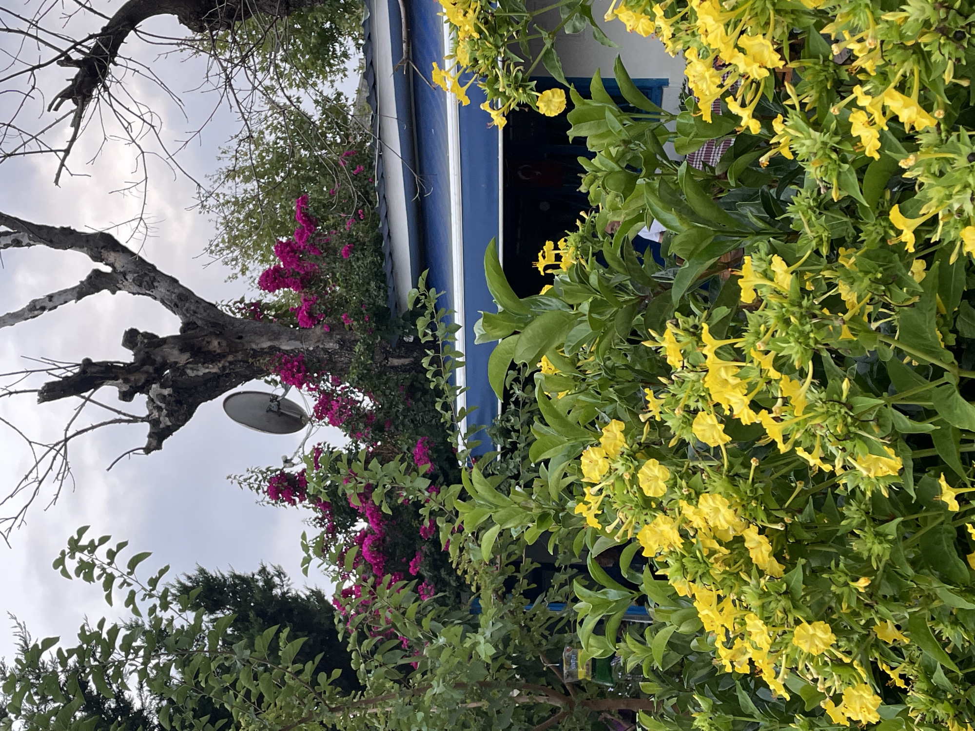 The image shows a close-up view of vibrant yellow flowers in the foreground, with lush green foliage. Behind the flowers, a white building with a blue awning is visible. In the background, there are trees, one with bare branches and a satellite dish attached, and other trees with pink flowers. The sky is overcast. A person wearing a white shirt is partially visible inside the building. Another person wearing a plaid shirt is also partially visible. The setting appears to be an outdoor seating area, possibly a cafe or restaurant, with a few tables and chairs visible through the opening. The style of the building and the presence of bougainvillea suggest a Mediterranean or coastal location. This scene is likely situated in Kadıköy, Istanbul, a district known for its vibrant atmosphere, seaside cafes, and residential areas adorned with greenery.