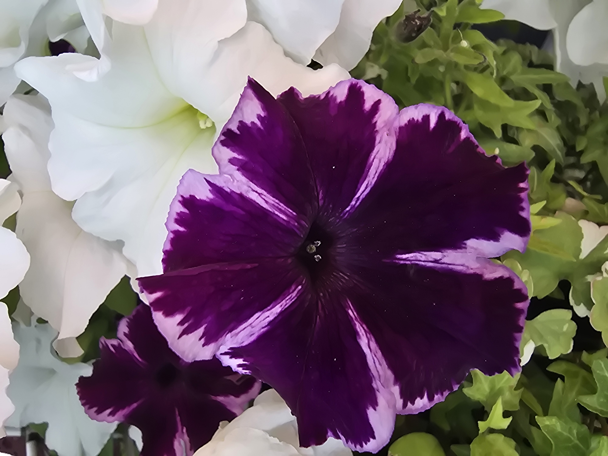 A close-up, high-angle shot features a vibrant, star-shaped purple petunia flower with white edges in the foreground. This central flower is surrounded by several large, white petunia flowers, some of which are blurred, creating a bokeh effect. The petals of the purple flower are deep violet with striking, irregular white markings radiating from the center. The white flowers appear to be fully open, with soft, delicate petals. The background consists of lush green foliage and hints of other flowers. The overall impression is one of natural beauty and floral abundance. The image does not contain any specific information about the city of Sofiivska Borshchahivka, Ukraine, or any discernible elements that would place it in a specific urban context. The scene is purely botanical, focusing on the intricate details and colors of the flowers.