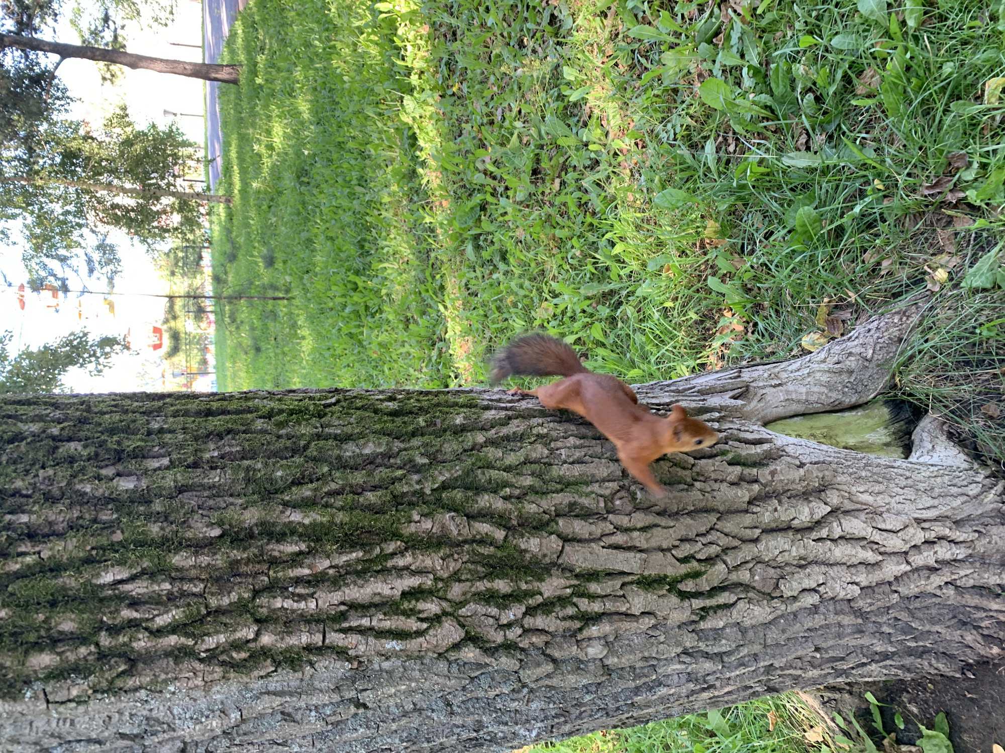 An adult squirrel is captured mid-descent on the textured, moss-covered bark of a mature tree. Its reddish-brown fur and bushy tail are clearly visible. The squirrel appears to be moving downwards, with its front paws extended. The tree trunk dominates the left side of the frame, showing deep fissures and patches of green moss. The background consists of a sun-dappled grassy area with scattered leaves, suggesting an outdoor park or green space. In the distance, the faint outlines of trees and what might be a building or structure are visible. There are no humans or other animals present in the immediate vicinity. The image captures a candid moment of wildlife in a natural, urban environment.