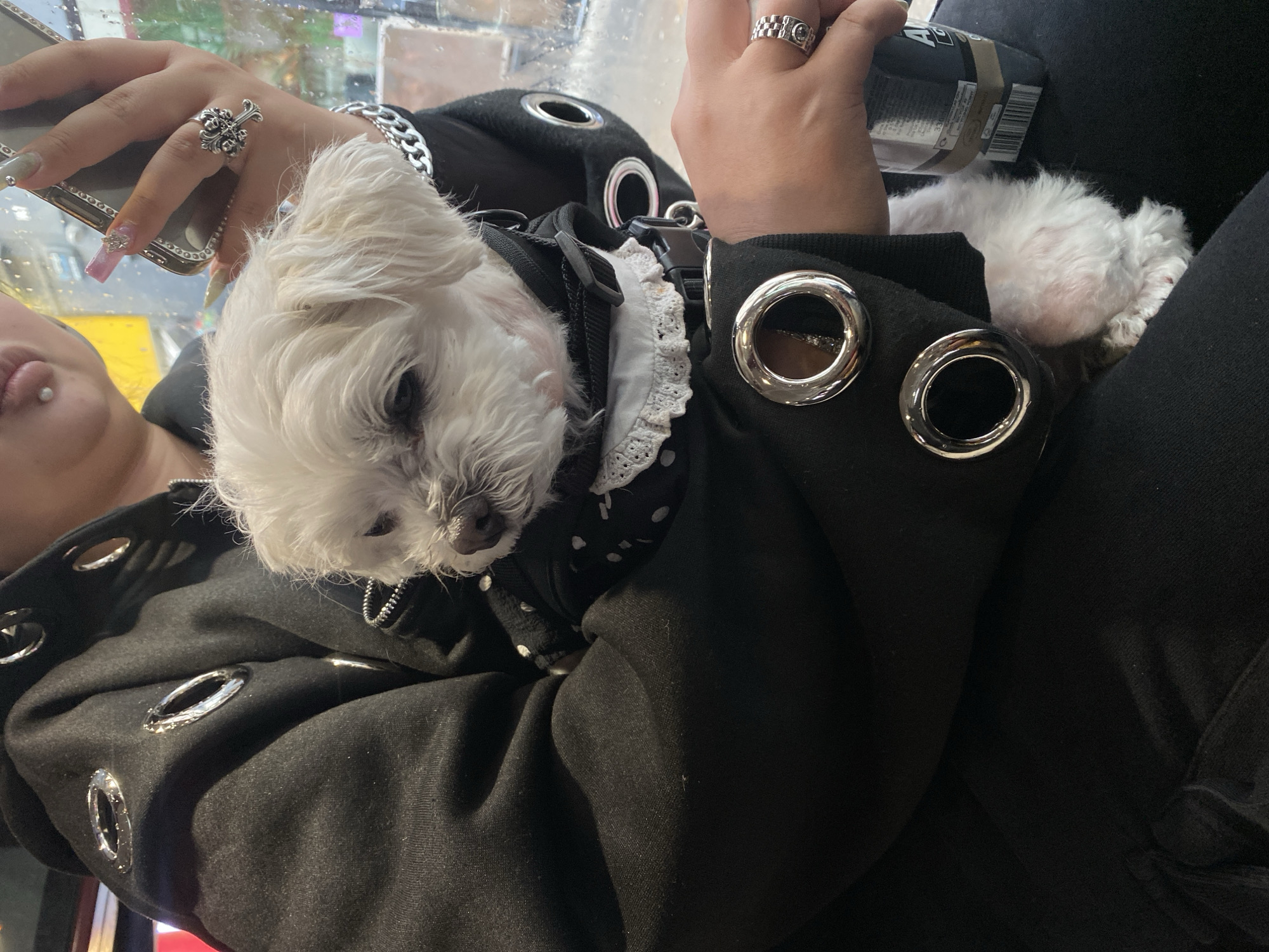 The image shows a person holding a small white dog, likely a Maltese or similar breed, in their lap. The person is wearing a black hooded top with large, silver grommets or eyelets around the hood and sleeves. The dog is wearing a black harness with white lace trim. The person is also holding a mobile phone in one hand and what appears to be a drink in the other.
The scene appears to be indoors, possibly a cafe or restaurant. While the location within London is not explicitly visible in the image, the overall style suggests an urban setting. More specific information about the location would require additional visual clues from the surrounding environment within the photograph.