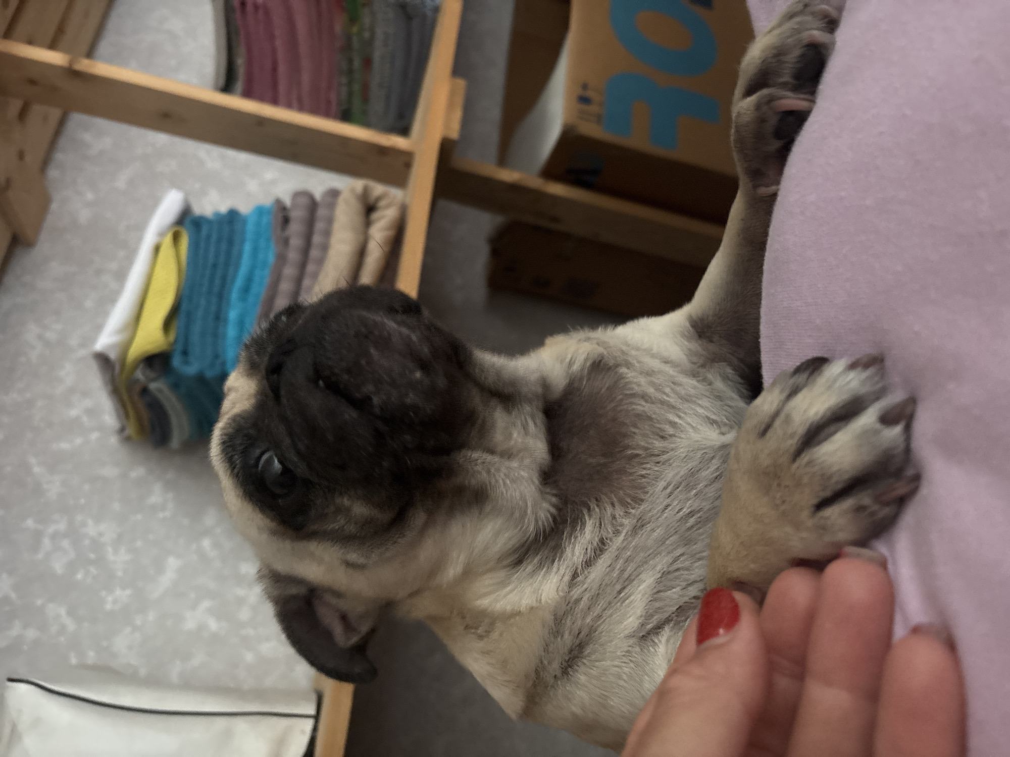 In Sochi, Russia, a fawn-colored pug puppy is the central subject of this indoor image. The puppy is resting its front paws on a soft, pink surface, possibly a blanket or piece of clothing. Its head is tilted upwards and slightly to the right, with its dark eyes looking in that direction. The puppy's facial features, including its characteristic flat nose and slightly wrinkled forehead, are clearly visible.
To the left of the puppy, a person's hand is visible, with red nail polish on the fingernails. The hand is positioned close to the puppy's front paws, suggesting interaction or petting. The background of the image reveals a shelf unit made of light-colored wood. Stacked on the shelves are various folded items, appearing to be towels or linens in shades of white, yellow, blue, and pink. The wall behind the shelves has a textured, light gray surface. Further in the background, a cardboard box with blue lettering is partially visible. The lighting in the scene appears to be natural or from an overhead source, casting soft shadows.