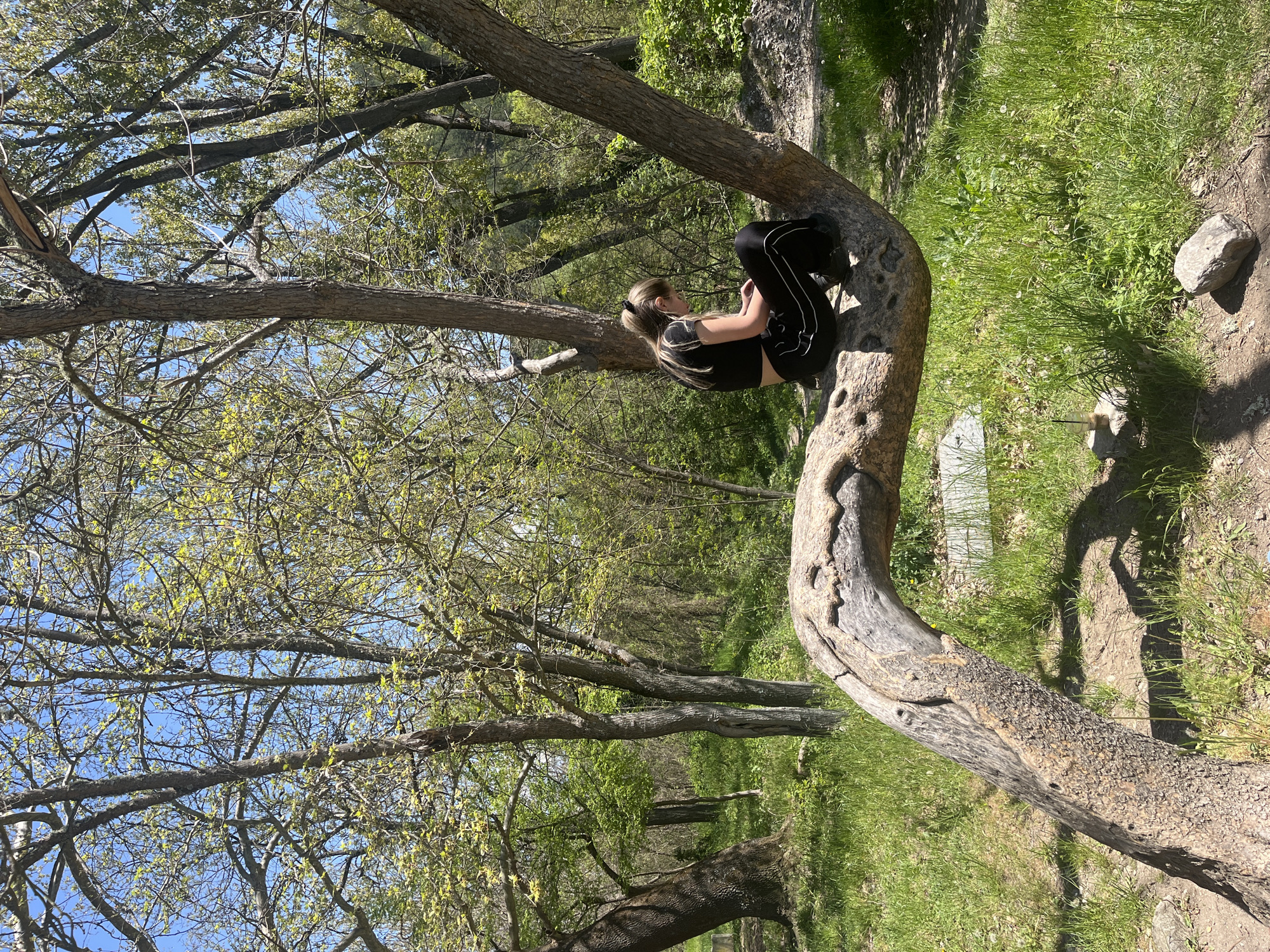 A girl sits in a tree. She has blonde hair pulled back in a ponytail and is wearing a black athletic top and black pants with white stripes down the side. She is curled into a fetal position with her head resting on her knees. The tree she is sitting in has thick, rough bark. The surrounding environment consists of green grass and other trees with new spring growth. The location is outside, presumably in a park or wooded area, though specific location details are not available in the image.