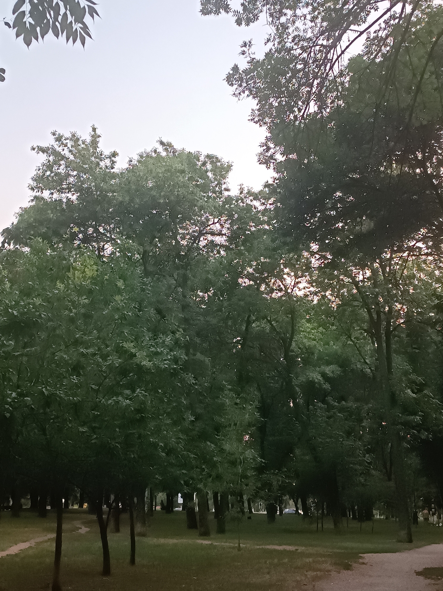 The image depicts a park scene with numerous trees and pathways, likely in the city of Zaporizhzhia, Ukraine, based on the context provided. In the foreground, several trees with dense green foliage are visible, casting shadows on the grassy ground and a light-colored pathway. The pathway appears to curve through the park. In the background, more trees form a dense canopy, with glimpses of the sky and hints of pinkish light suggesting either sunrise or sunset. Several human figures are present in the distance, along with what appears to be a tent or shelter structure. The overall impression is of a serene, natural environment within an urban setting.