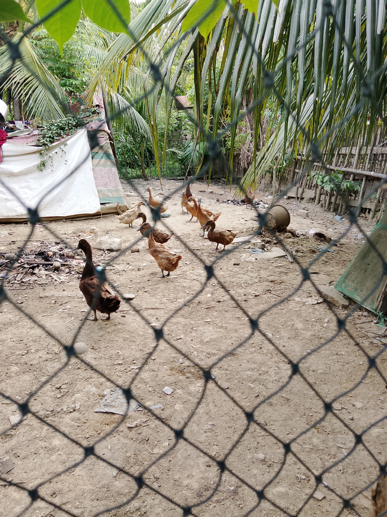 The image depicts a rustic outdoor scene, likely a farmyard or backyard, in Kruenglingka Barat, Indonesia. A fence made of wire mesh, casting distinct shadows across the foreground, obscures the view of several domestic ducks scattered across the sandy ground. The ducks are of various shades of brown and white, with one dark brown duck prominently positioned in the left foreground. They appear to be foraging or simply standing around.
In the background, behind the ducks, a white tarp or tent-like structure is visible, draped over something unseen. Lush green foliage, including palm fronds, suggests a tropical environment. A bamboo fence runs along the right side of the frame, and a large, rounded clay pot rests on the ground near some debris. The overall impression is one of a simple, rural setting. The lighting suggests it is daytime, with the sun casting shadows. There is no visible text in the image.