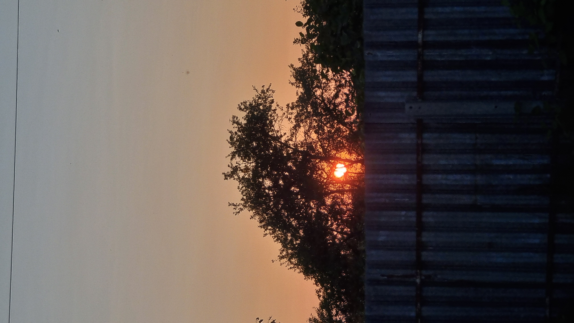 The image captures a sunset scene behind a dense cluster of trees, partially obscured by a corrugated metal fence in the foreground. The sky displays a gradient of colors, transitioning from a pale blue at the top to a warm orange hue near the horizon, indicating it is dusk. The sun, a bright orange orb, is visible peeking through the branches of the central tree, casting a warm glow. The trees are silhouetted against the sky, with their dark foliage forming a thick canopy. The fence, made of vertical corrugated metal panels, runs horizontally across the lower third of the image, creating a strong visual barrier. The fence appears weathered and has a dark, muted color. Some dark vegetation is visible behind and at the base of the fence. The overall impression is that of a rural or semi-urban setting, possibly a backyard or an area bordering a wooded space, at the end of the day. The location, Vysokoe, Russia, suggests a region that experiences distinct seasonal changes and has a landscape that includes trees and possibly older fencing styles.